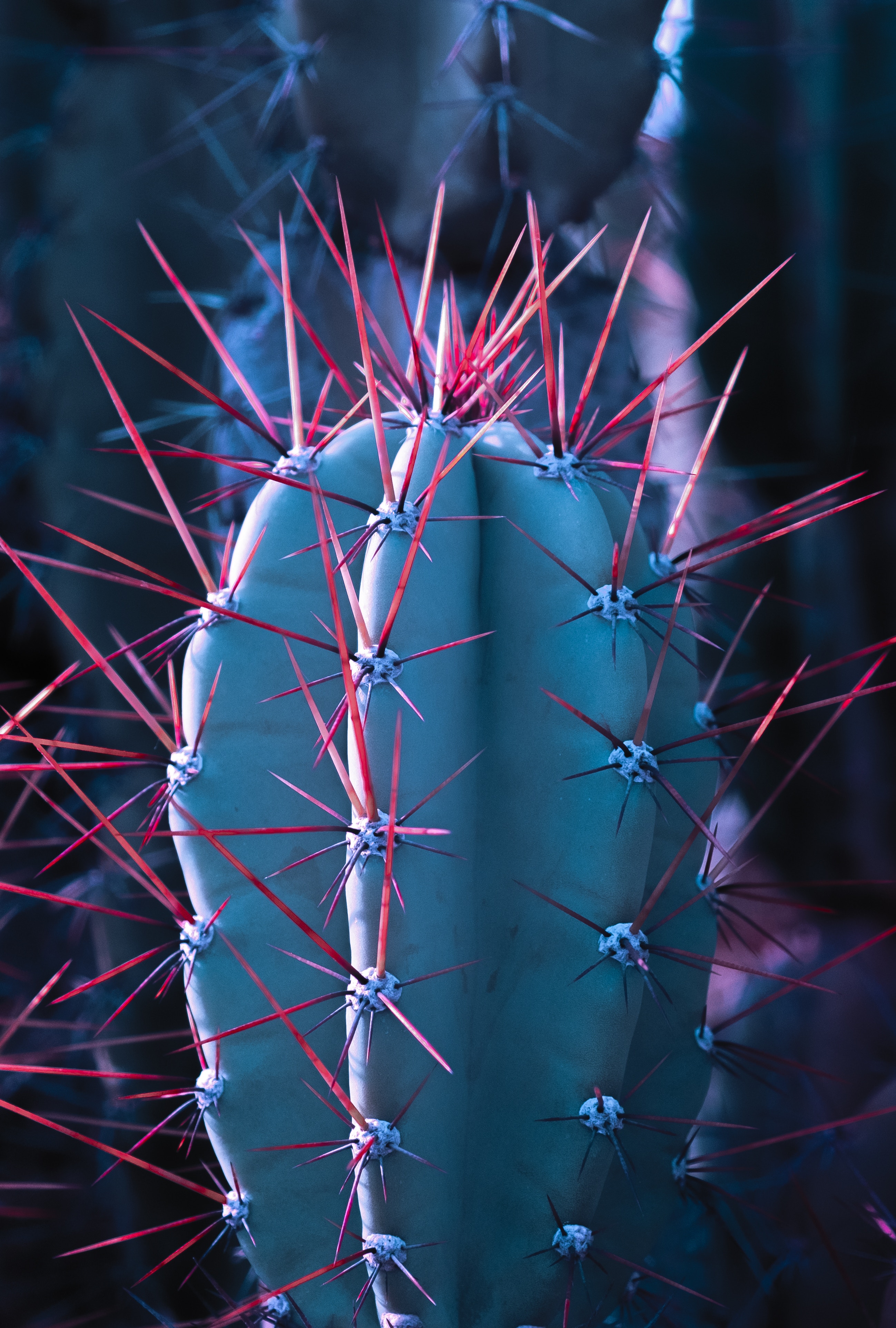 cactus, needle, macro, thorns, prickles, succulent HD wallpaper