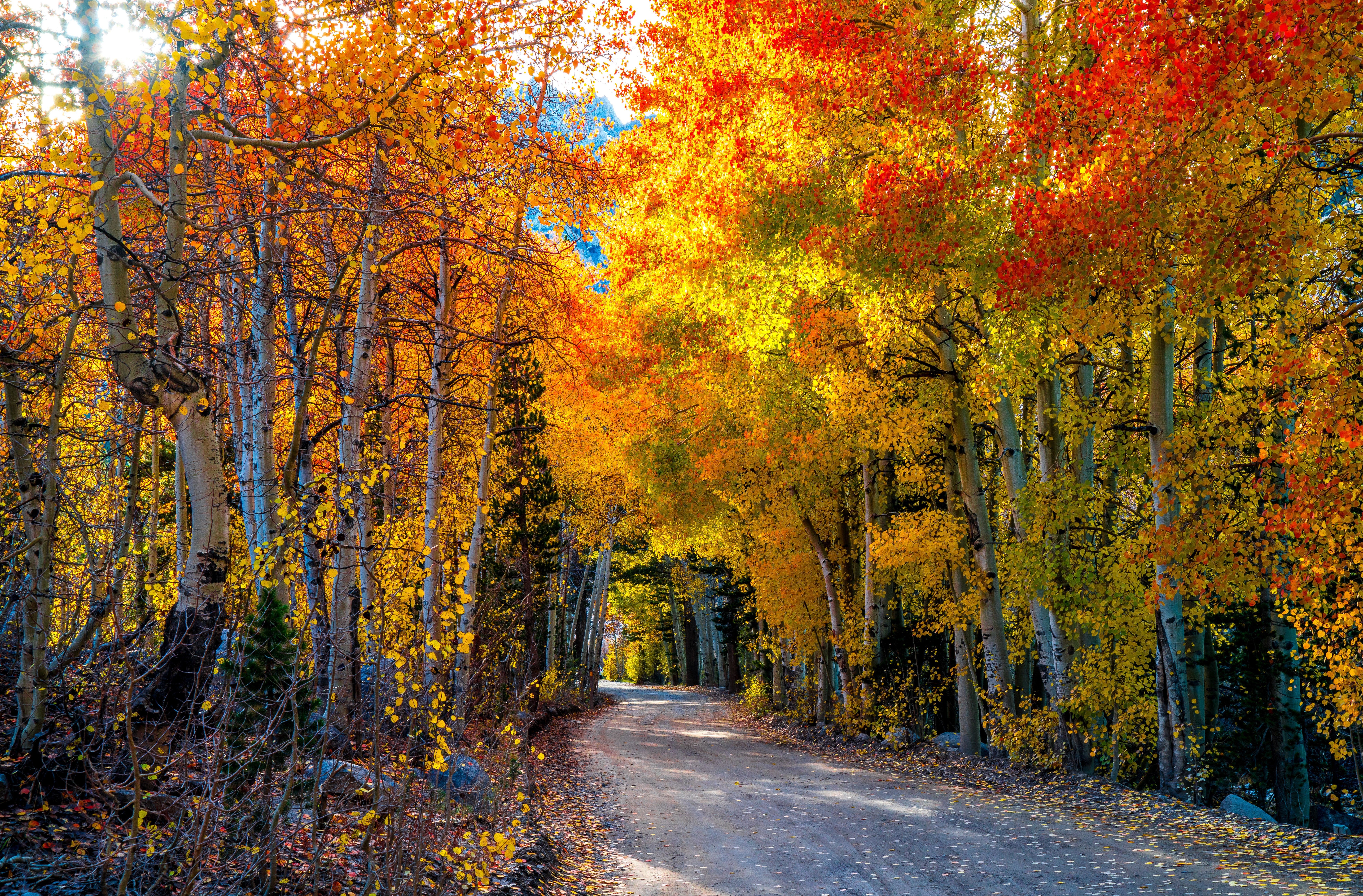 Download mobile wallpaper Road, Tree, Fall, Man Made, Tree Lined for free.