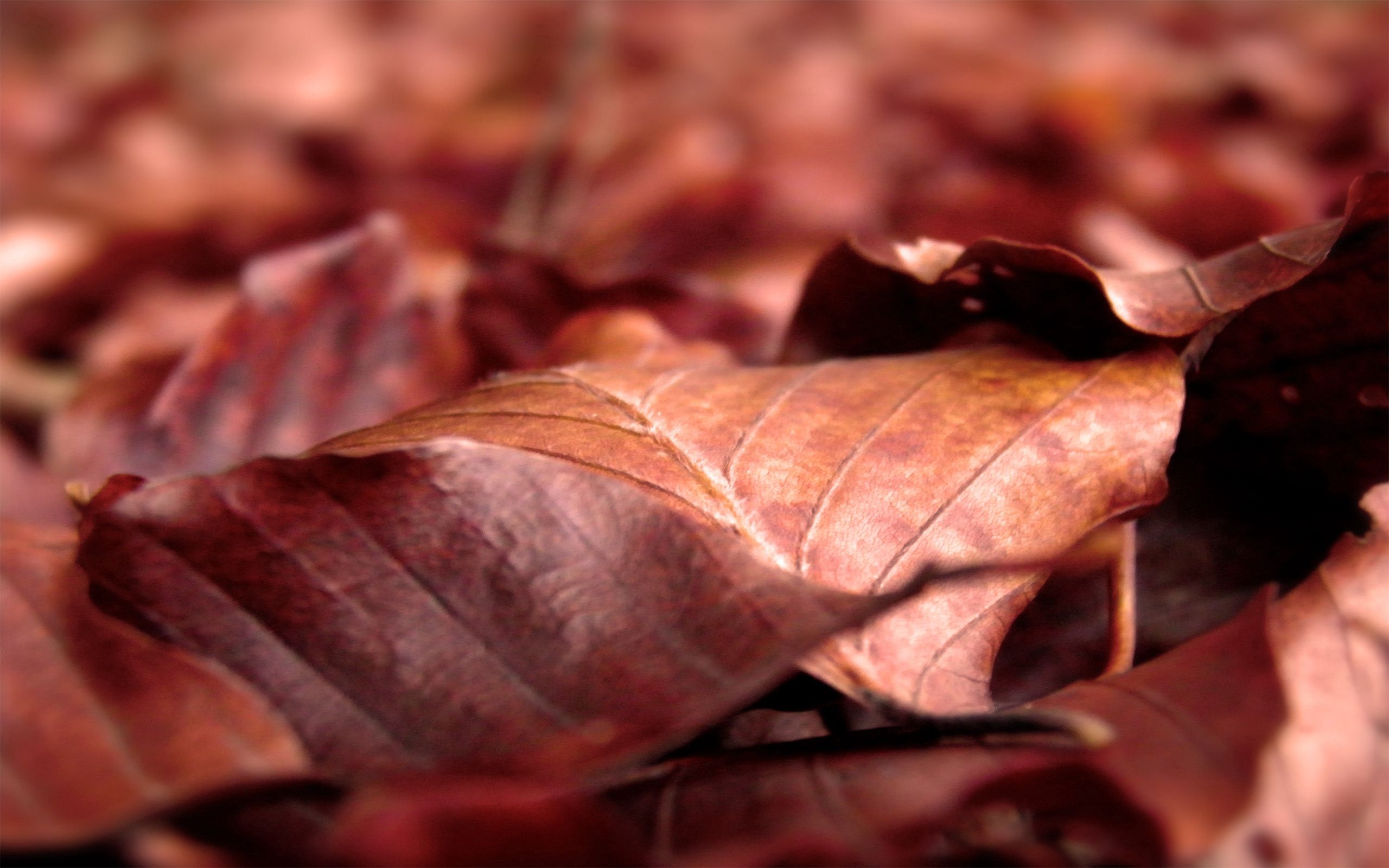 144278 descargar fondo de pantalla otoño, hojas, macro, seco, arrugado: protectores de pantalla e imágenes gratis