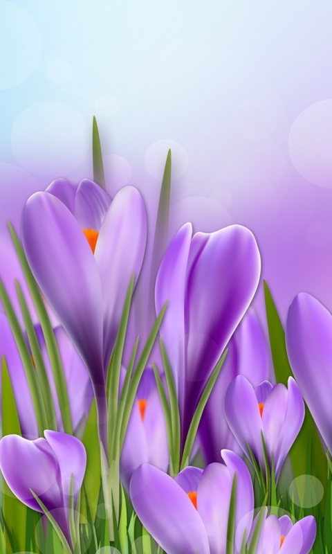 Скачать картинку Цветок, Весна, Крокус, Фиолетовый Цветок, Художественные, Флауэрсы в телефон бесплатно.