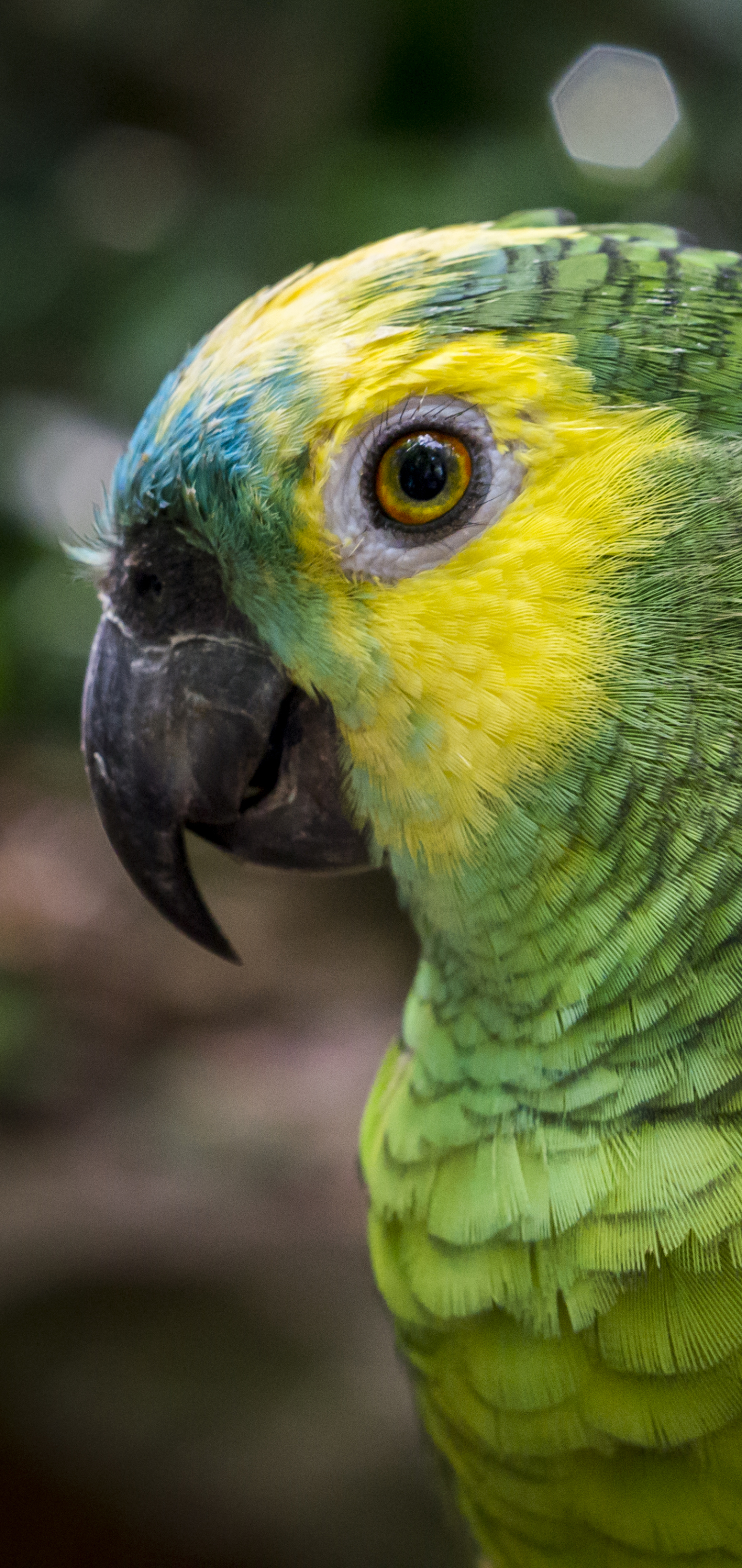 Die besten Amazon Papagei-Hintergründe für den Telefonbildschirm