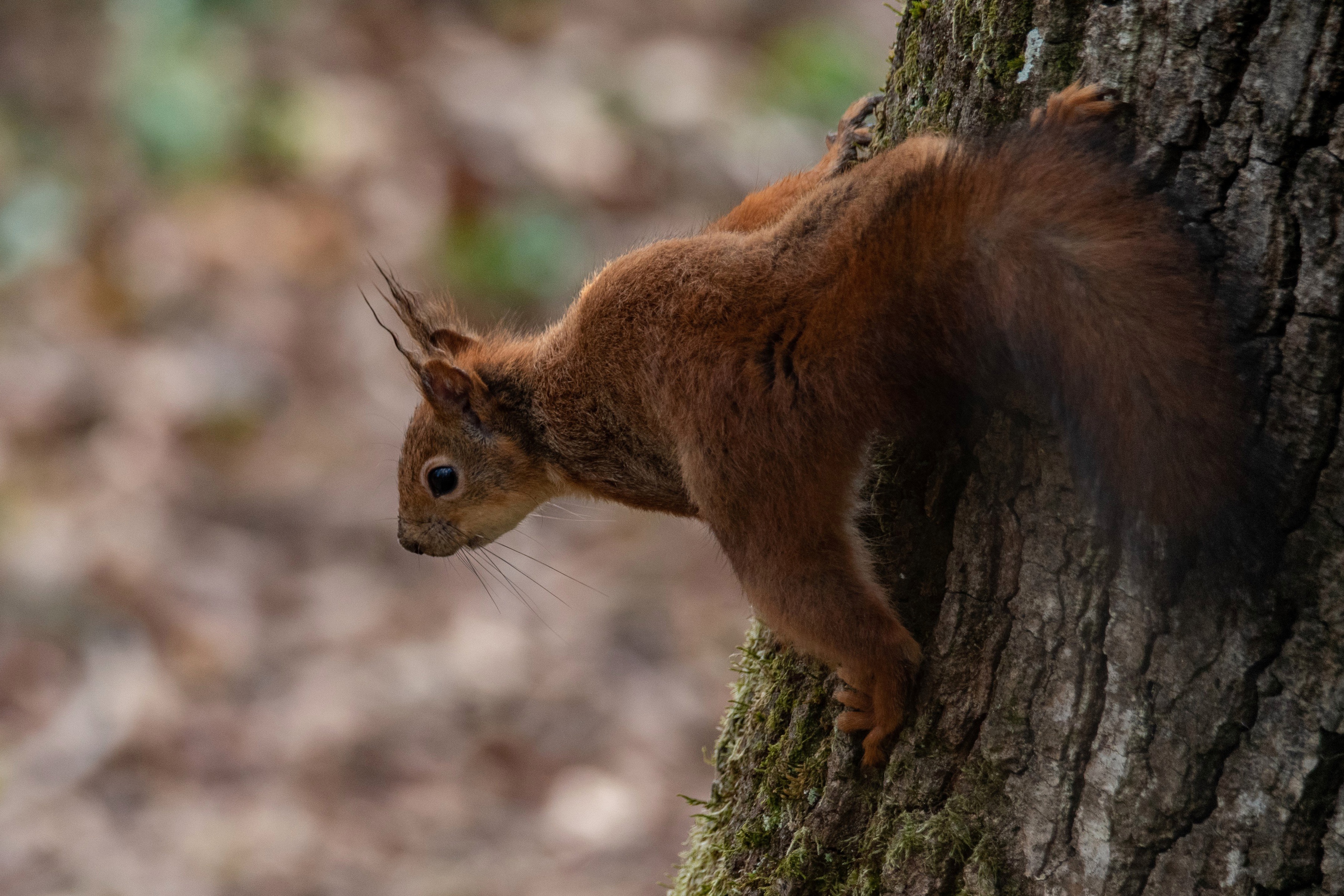 Handy-Wallpaper Tiere, Eichhörnchen, Nagetier kostenlos herunterladen.