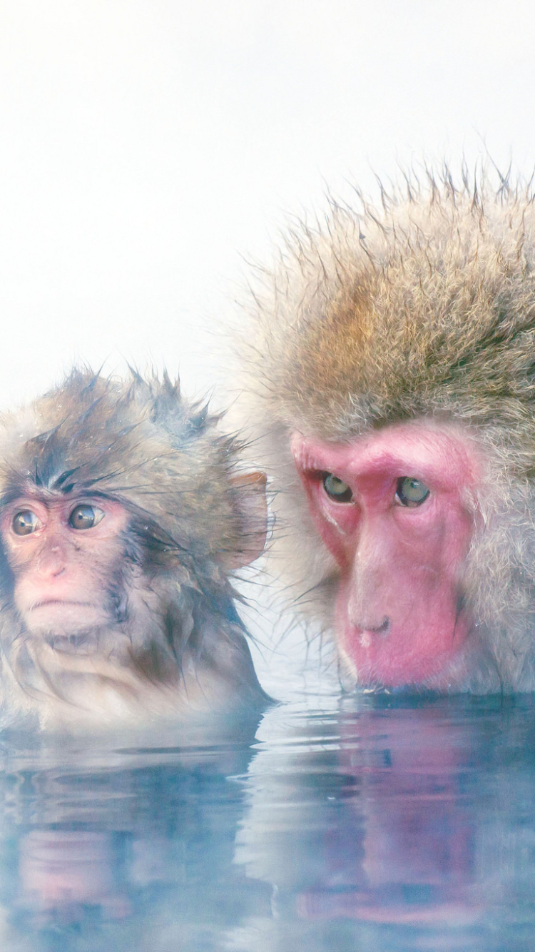 Скачати мобільні шпалери Мавпи, Мавпа, Тварина, Японська Макака, Дитинча Тварини безкоштовно.