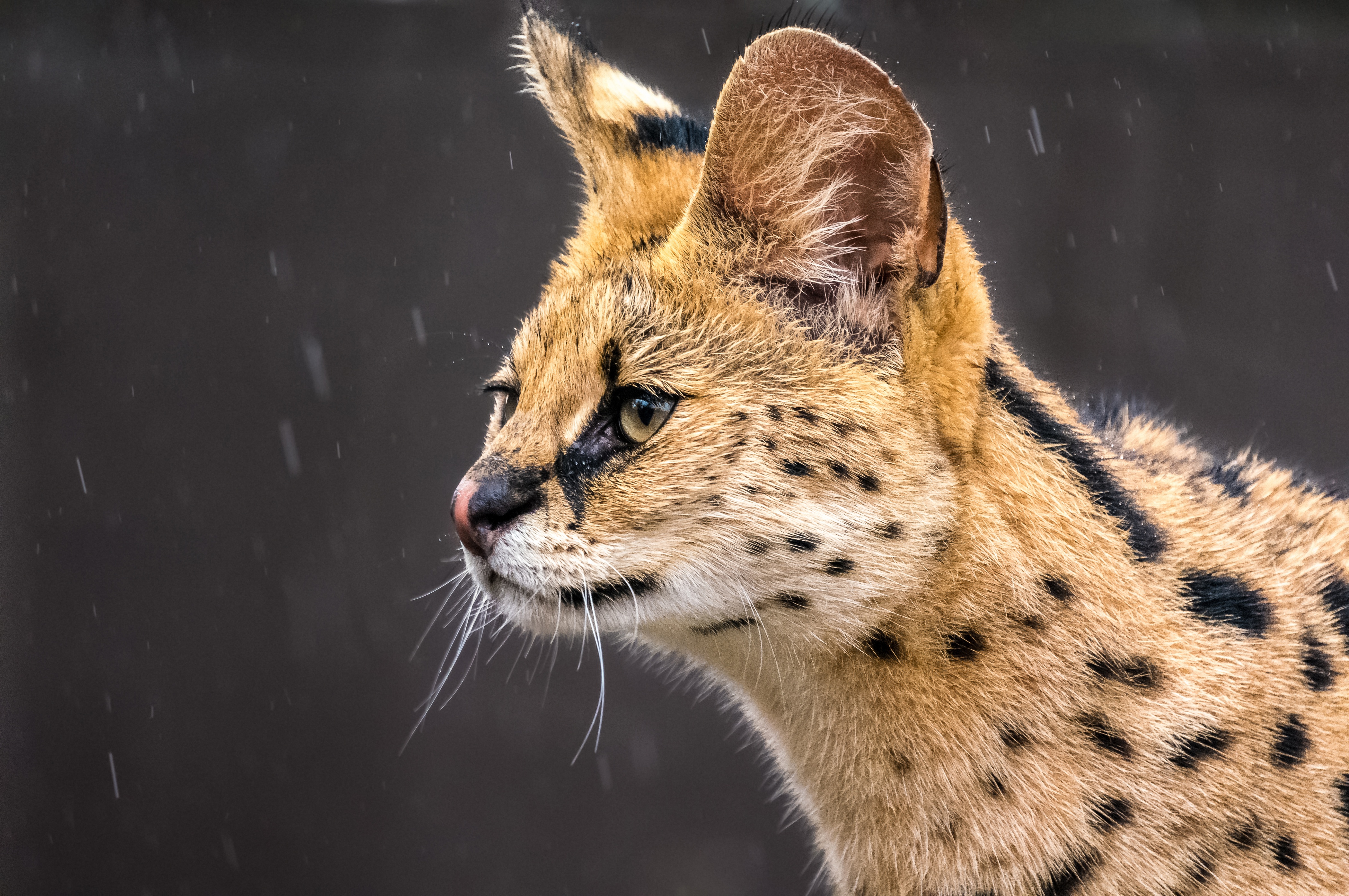 507876 Bild herunterladen tiere, serval, katzen - Hintergrundbilder und Bildschirmschoner kostenlos