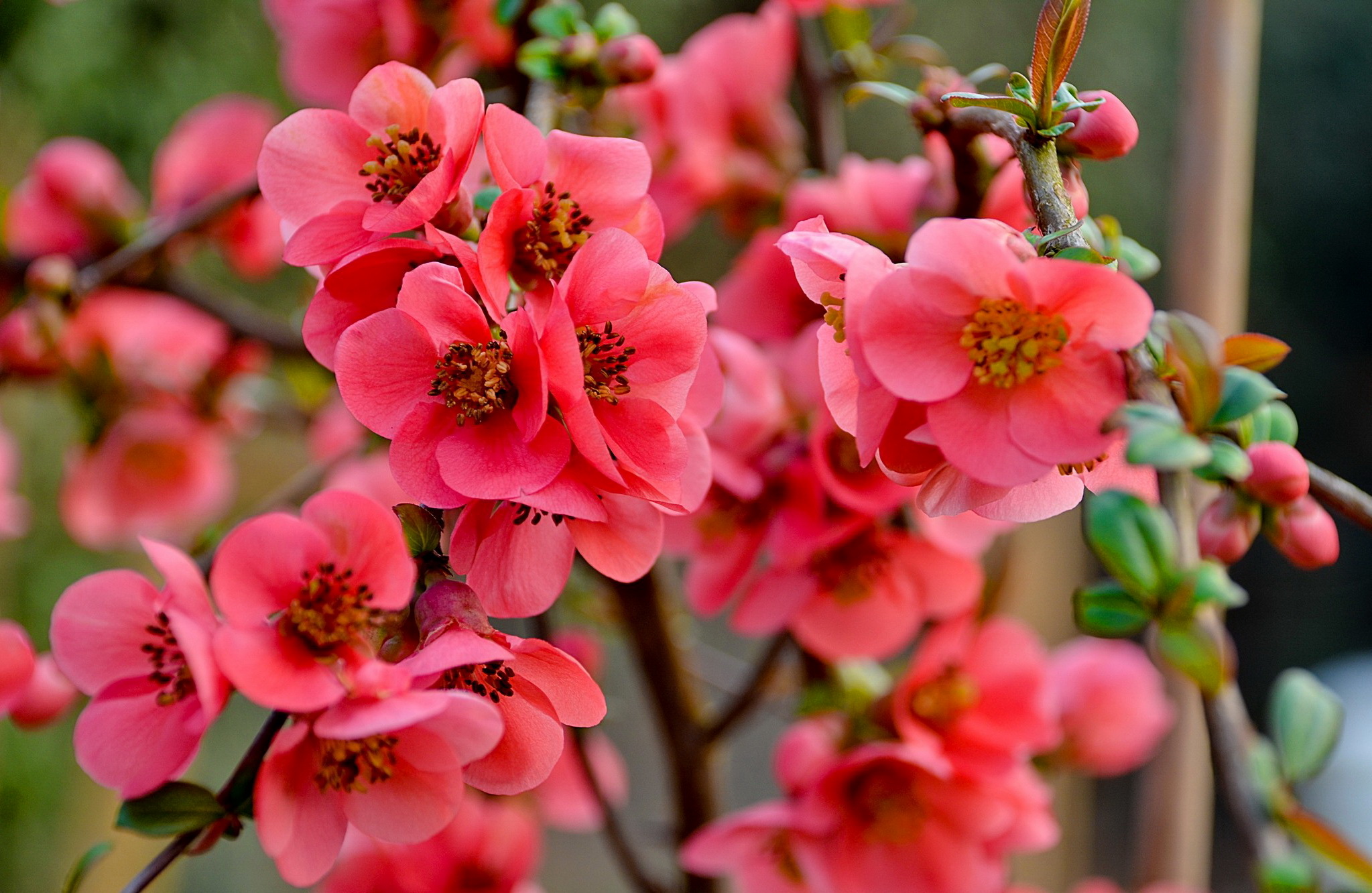 Download mobile wallpaper Flowers, Flower, Earth, Cherry Blossom, Blossom, Pink Flower for free.
