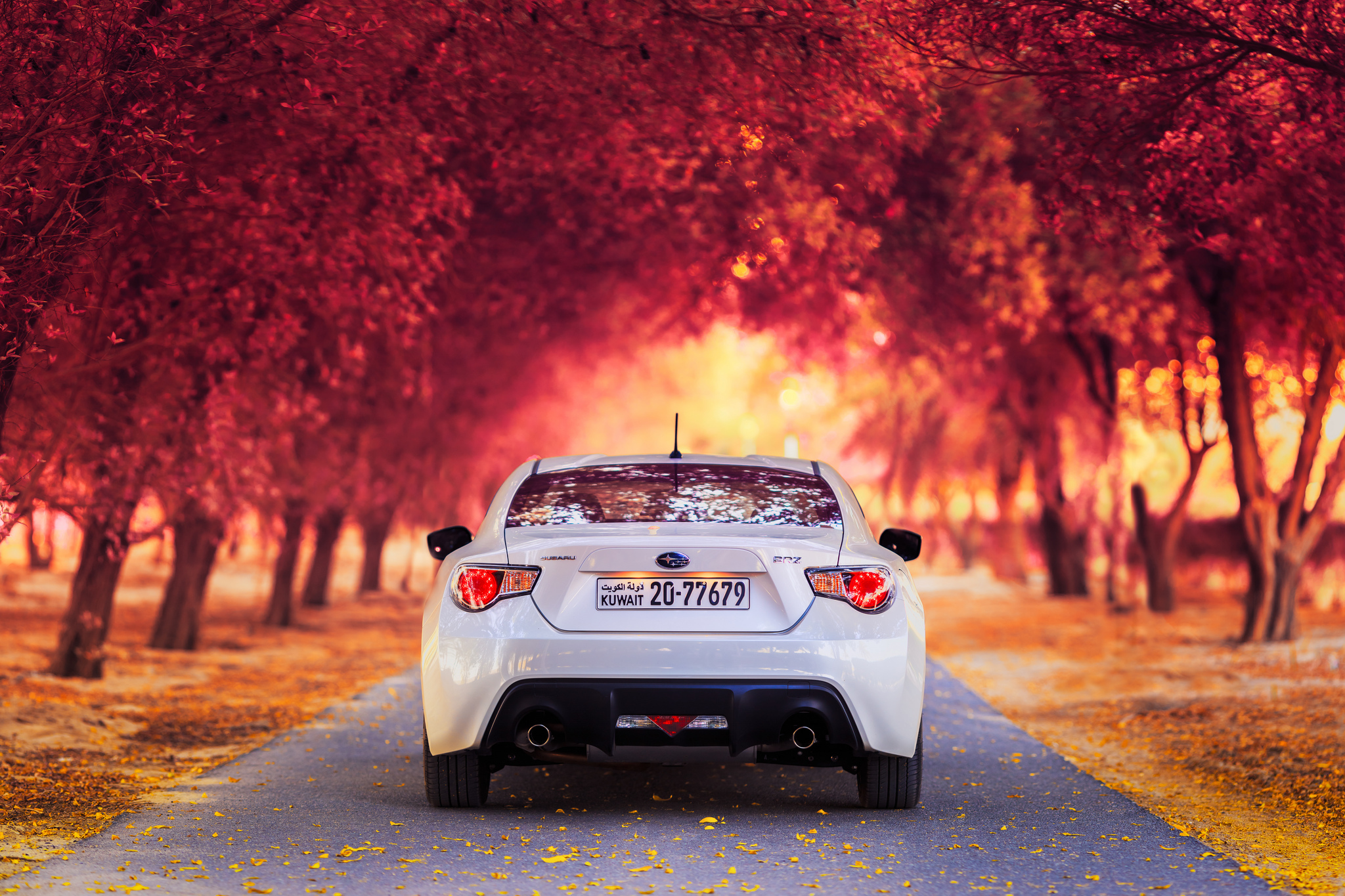 cars, autumn, auto, subaru, back view, rear view