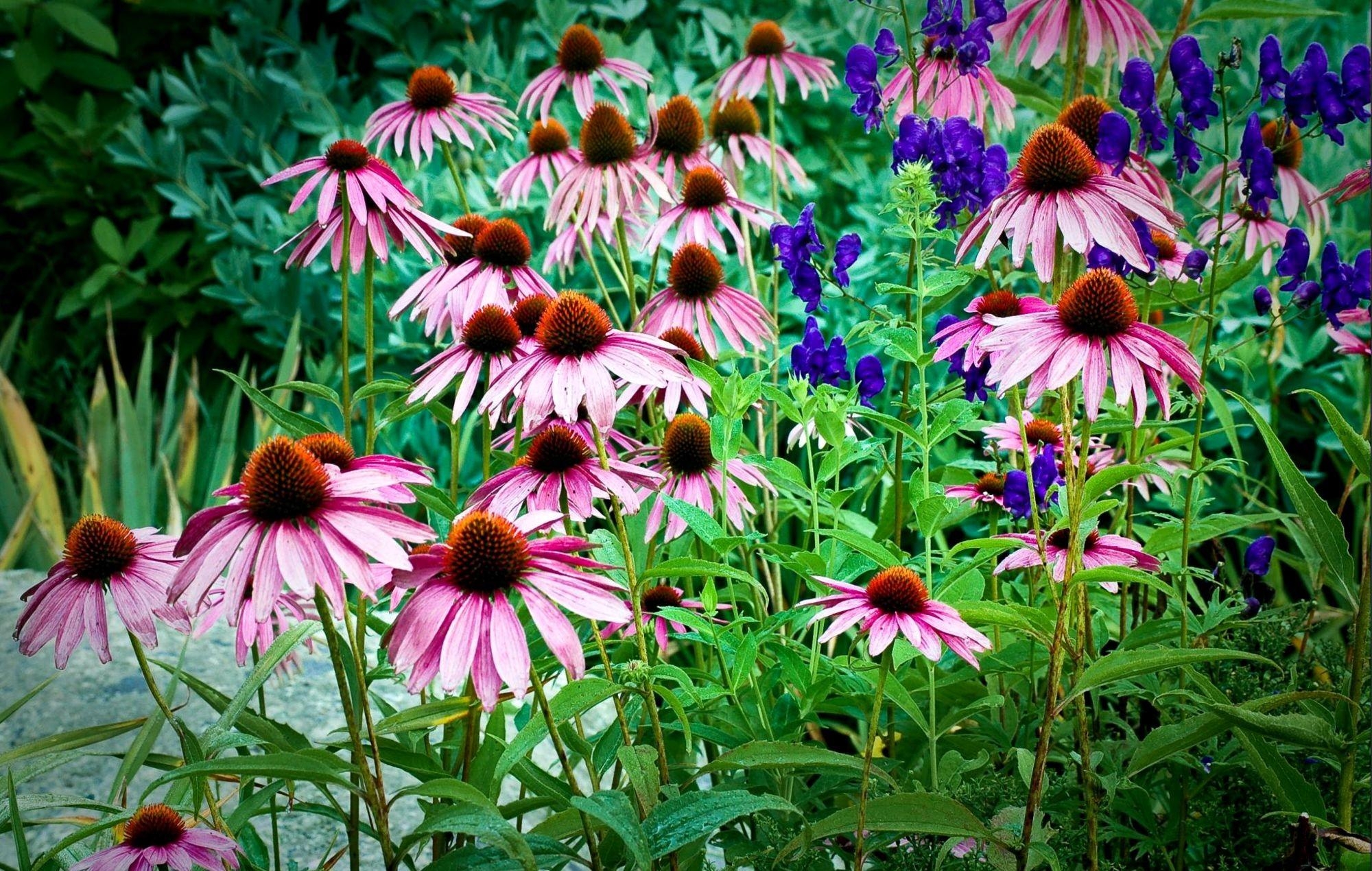 Download mobile wallpaper Echinacea, Greens, Freshness, Flowers, Drops for free.