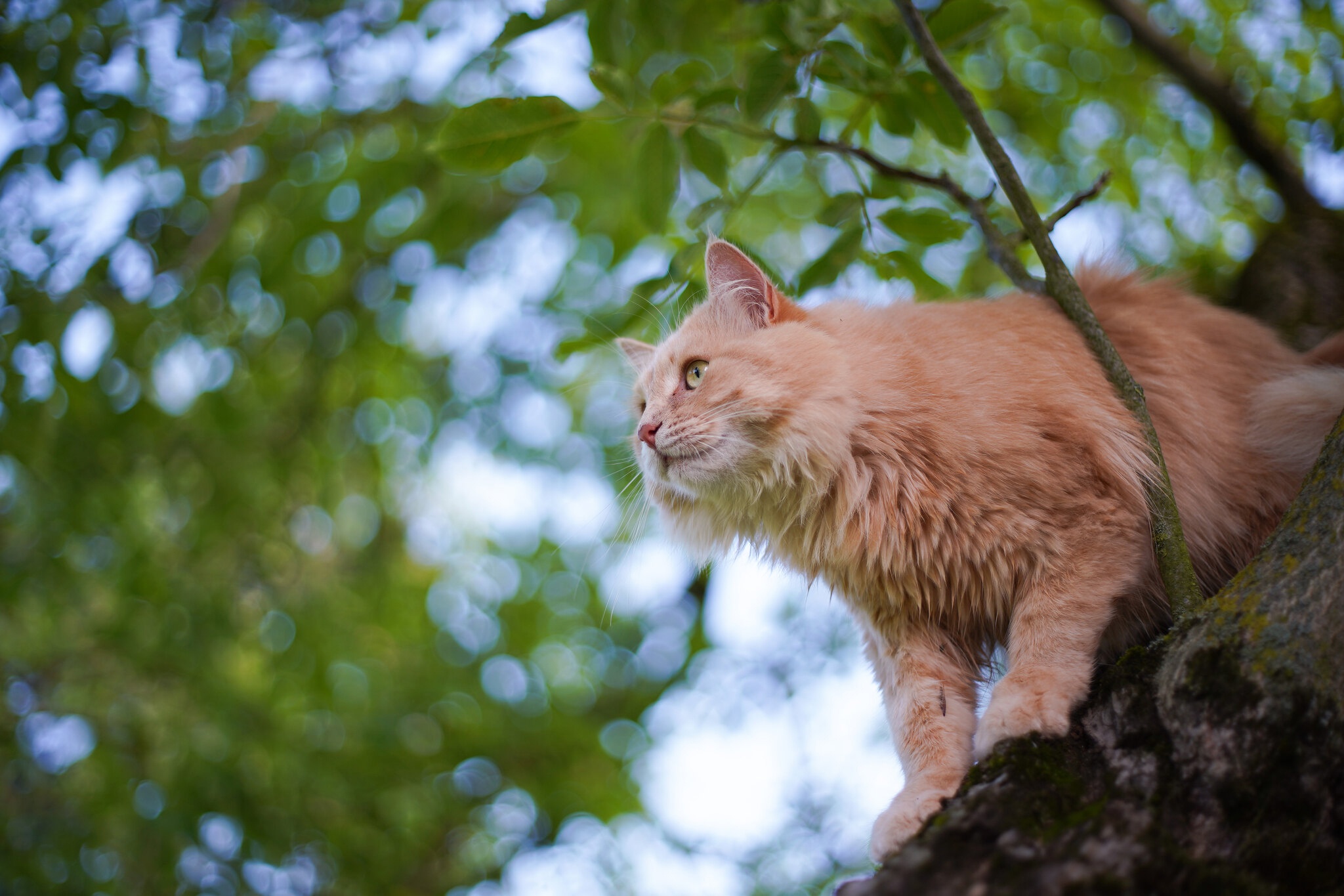 Baixar papel de parede para celular de Animais, Gatos, Gato gratuito.