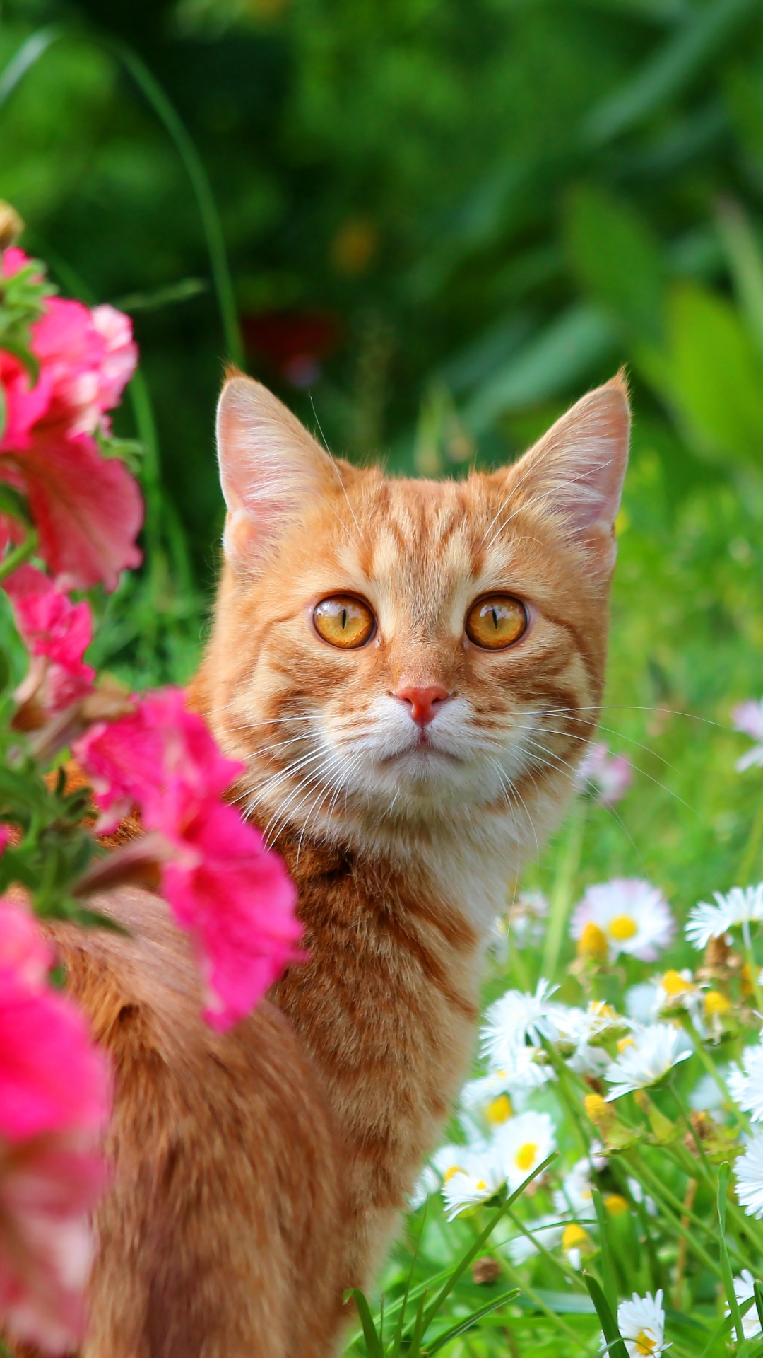 無料モバイル壁紙動物, 夏, ネコ, 猫, 白い花, ピンクの花, 見詰めるをダウンロードします。