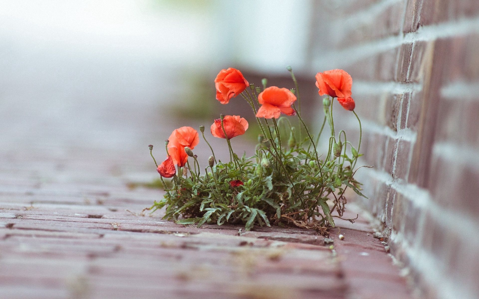 flowers, poppies, greens, bricks, street wallpapers for tablet