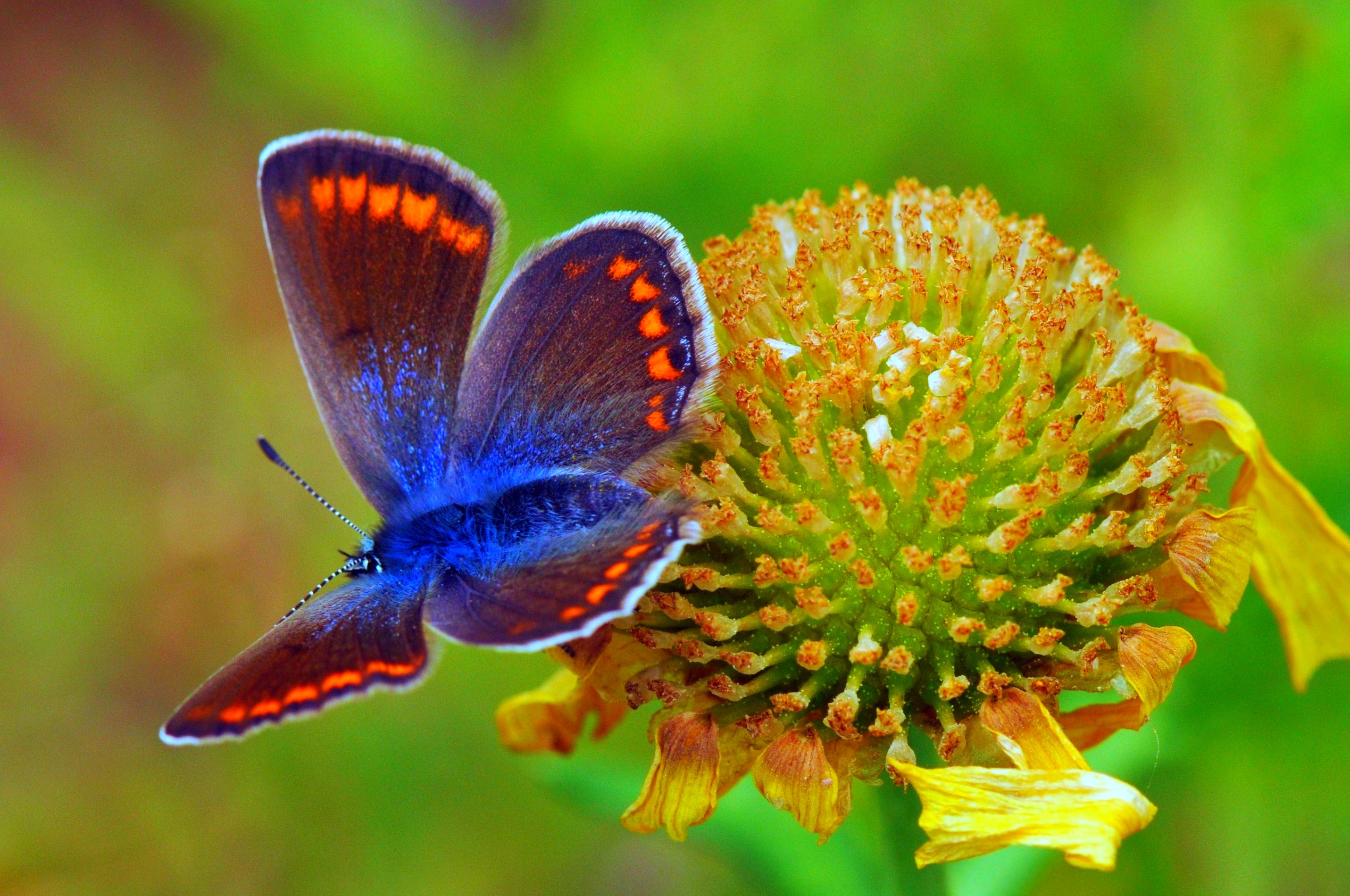 Laden Sie das Tiere, Schmetterlinge, Blume, Makro, Flügel-Bild kostenlos auf Ihren PC-Desktop herunter