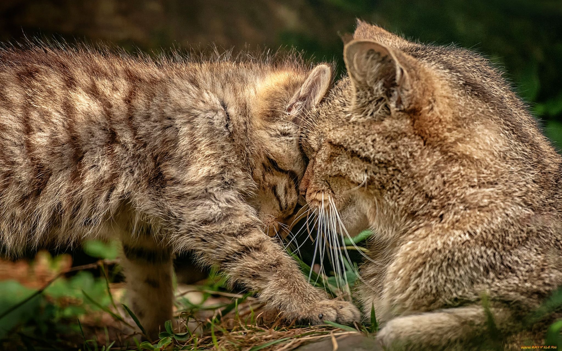 PCデスクトップに動物, ネコ, 猫画像を無料でダウンロード