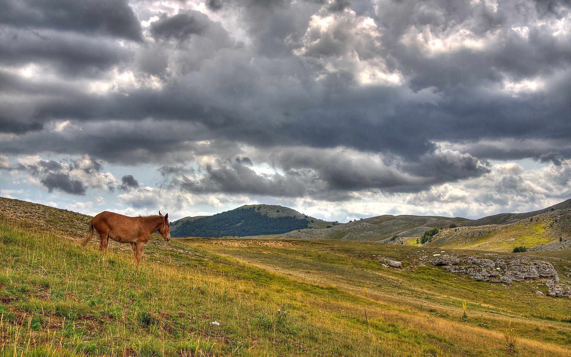 Free download wallpaper Grass, Clouds, Hills, Animals, Horse on your PC desktop