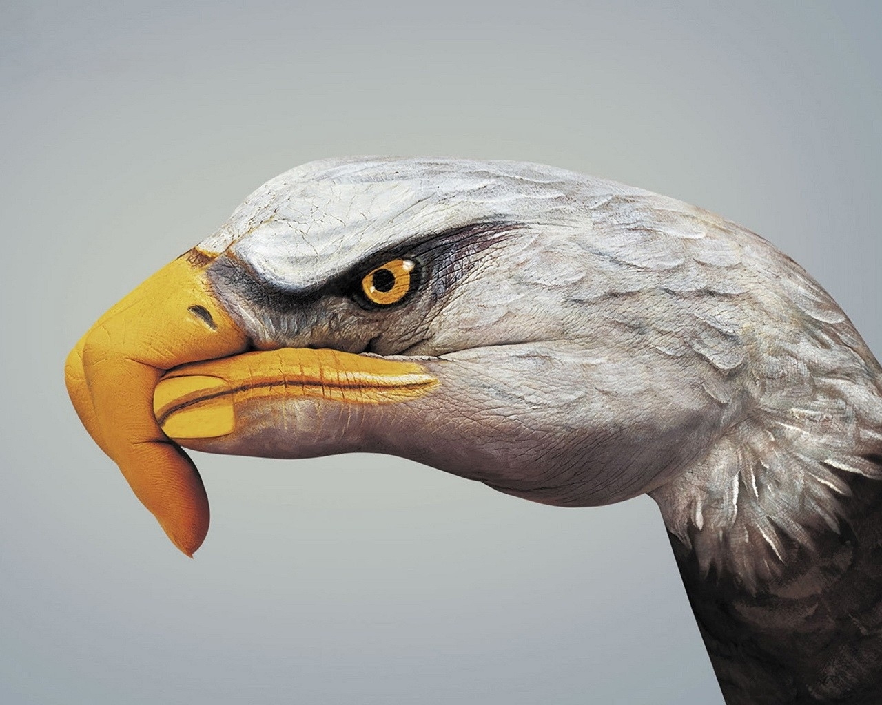 Baixar papel de parede para celular de Eagles, Aves, Engraçado gratuito.
