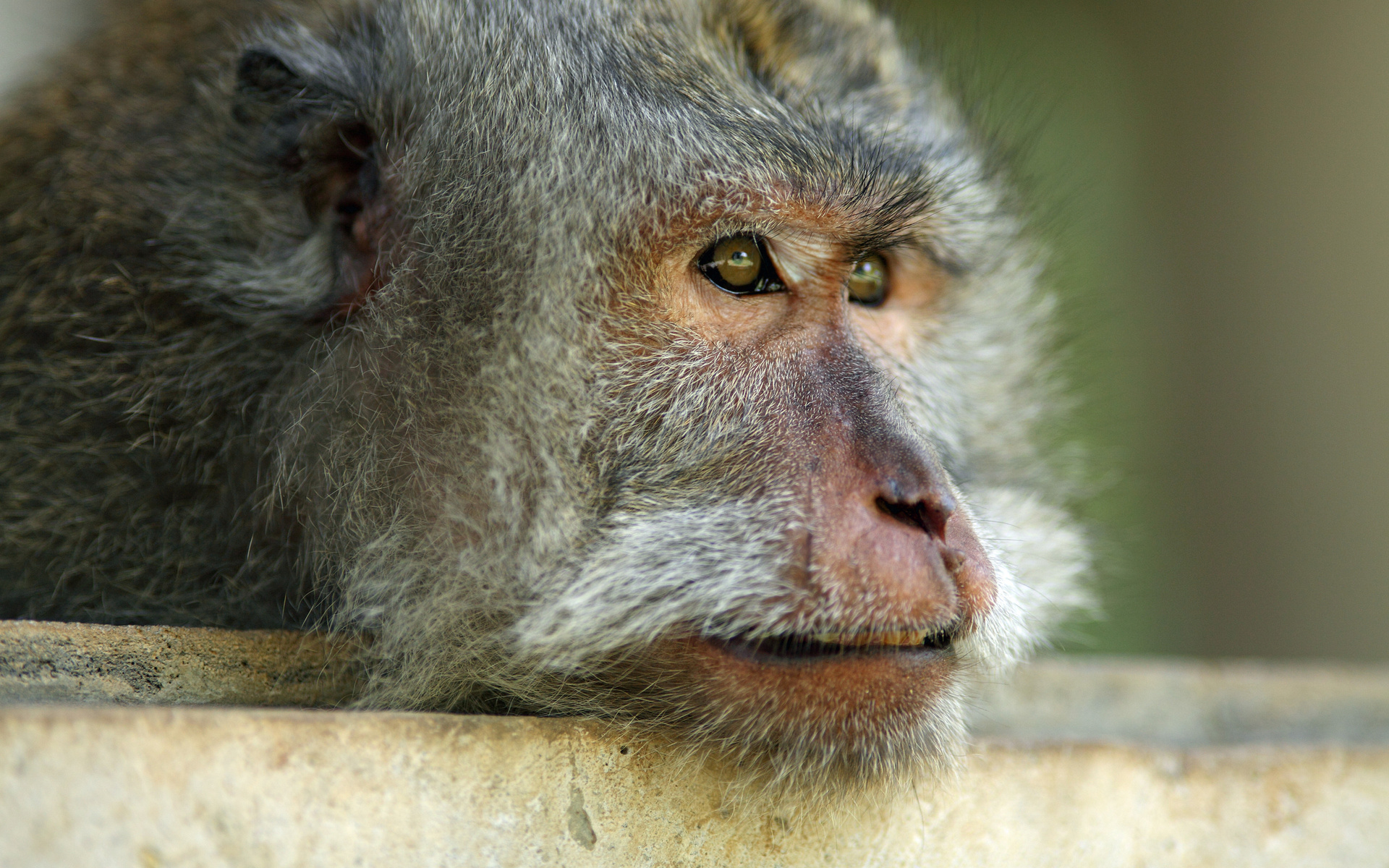 Baixar papel de parede para celular de Macacos, Macaco, Animais gratuito.