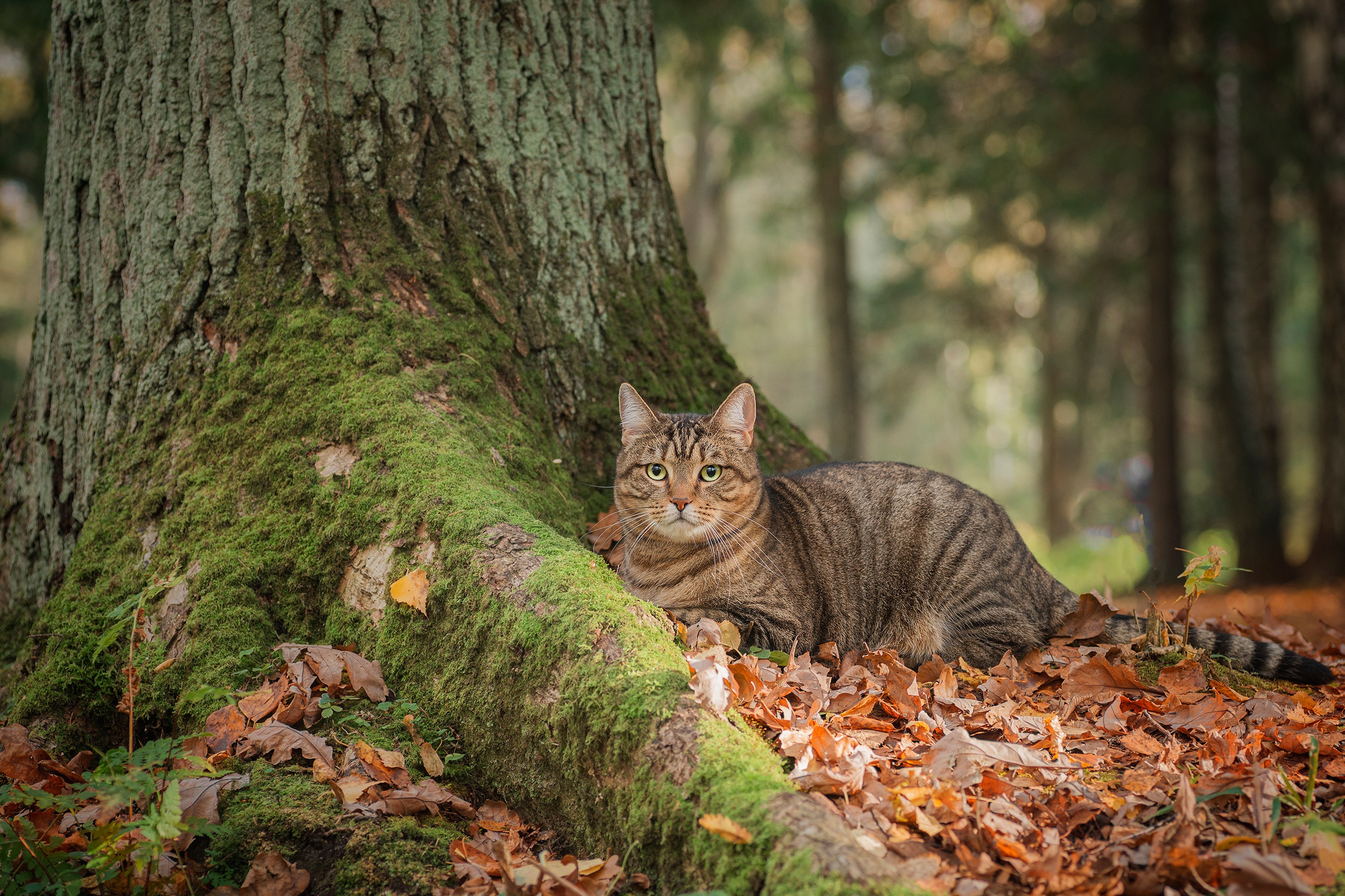 Descarga gratuita de fondo de pantalla para móvil de Animales, Gatos, Gato.