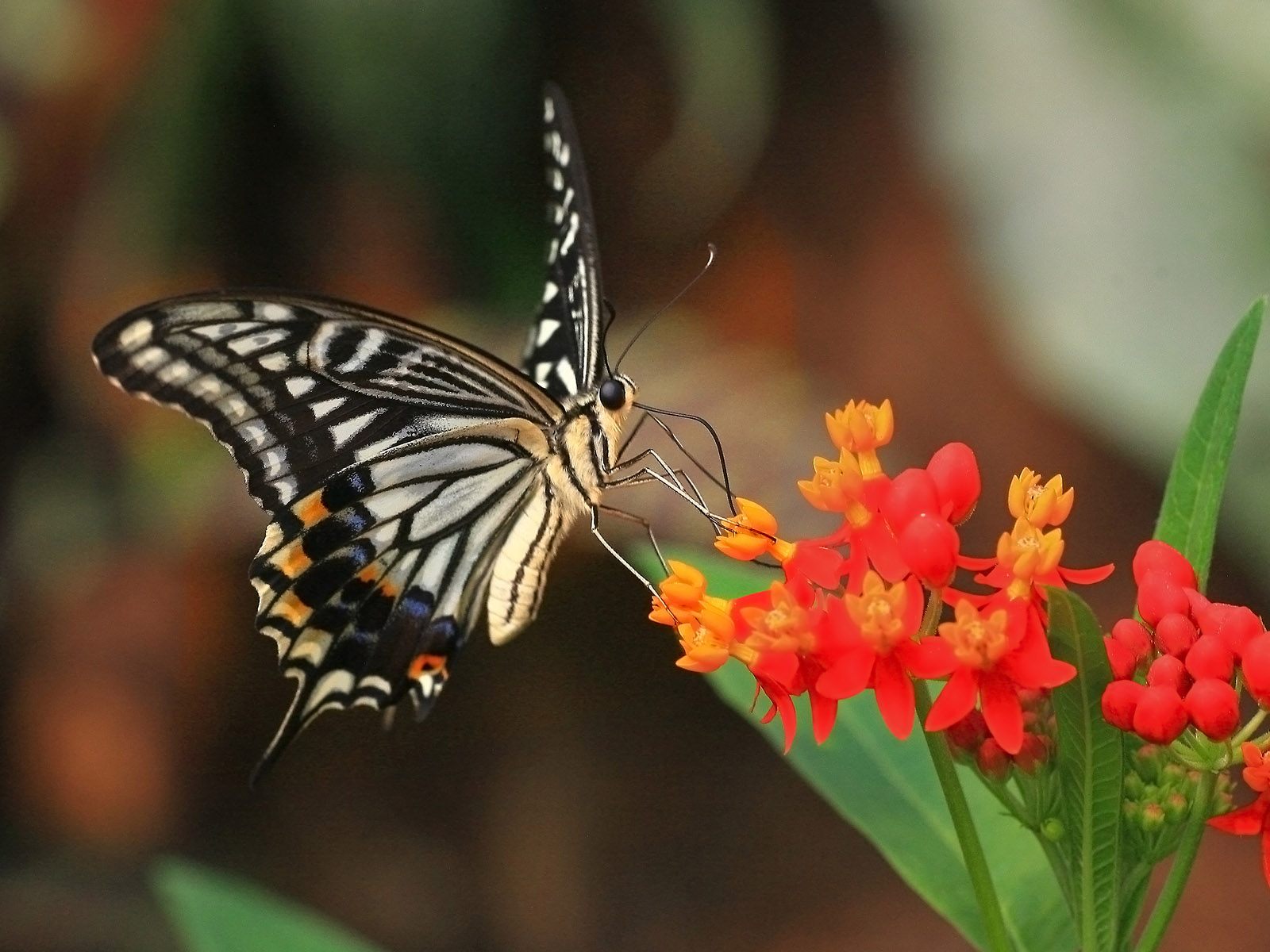 Free download wallpaper Butterfly, Animal on your PC desktop