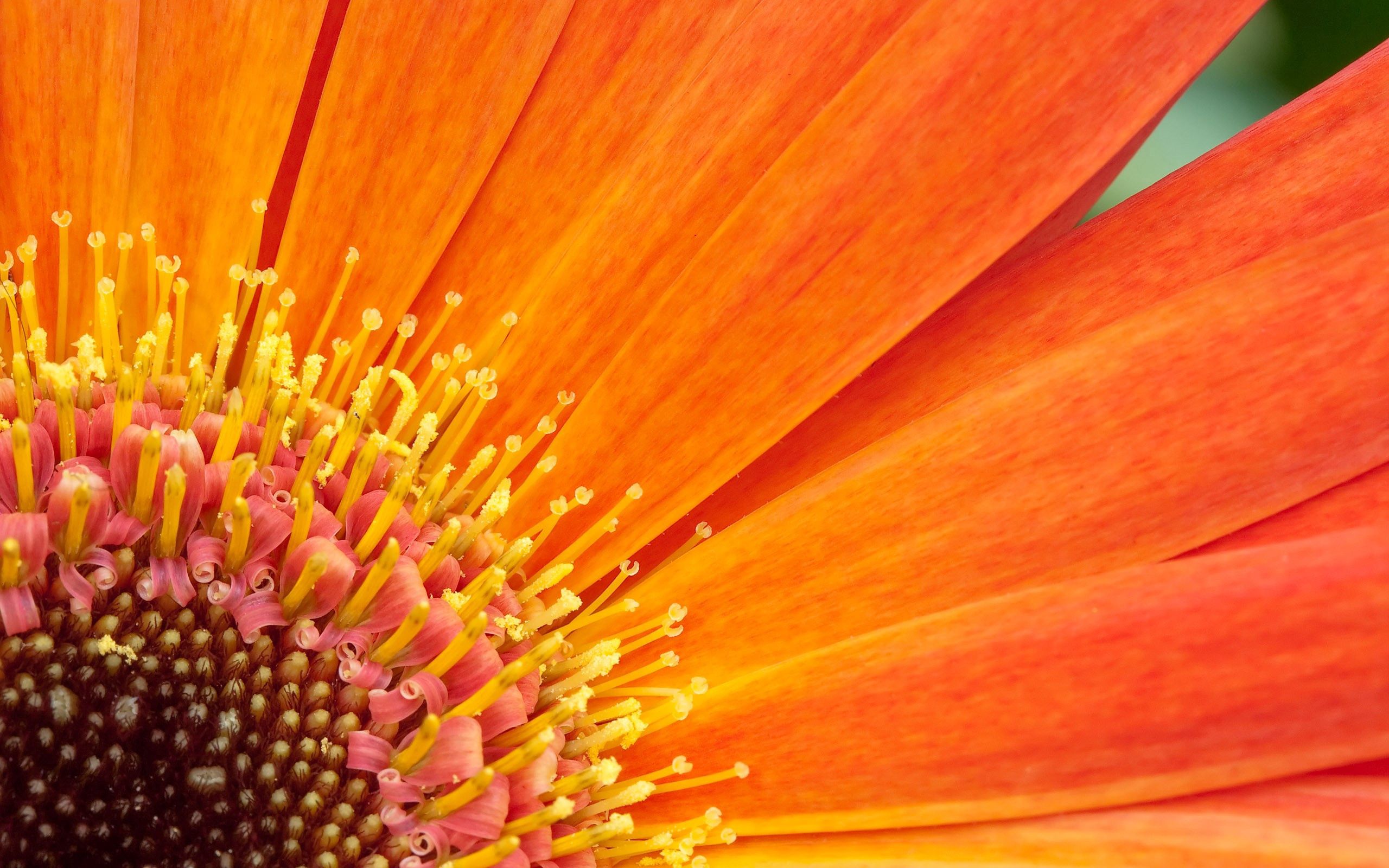 Laden Sie das Makro, Blätter, Blütenblätter, Pflanze-Bild kostenlos auf Ihren PC-Desktop herunter