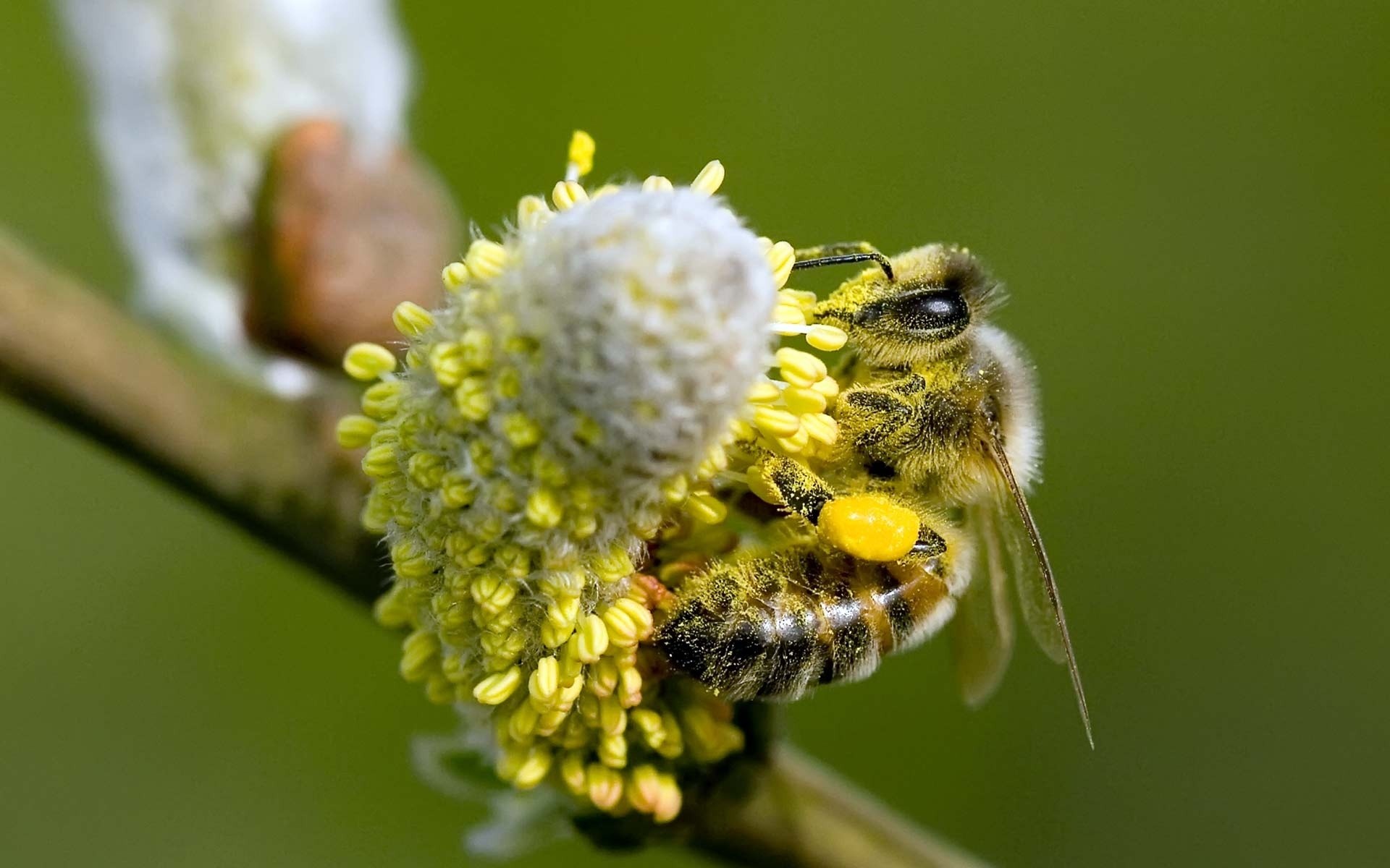 Скачать картинку Пчела, Насекомые, Крупный План, Макро, Животные, Цветок в телефон бесплатно.