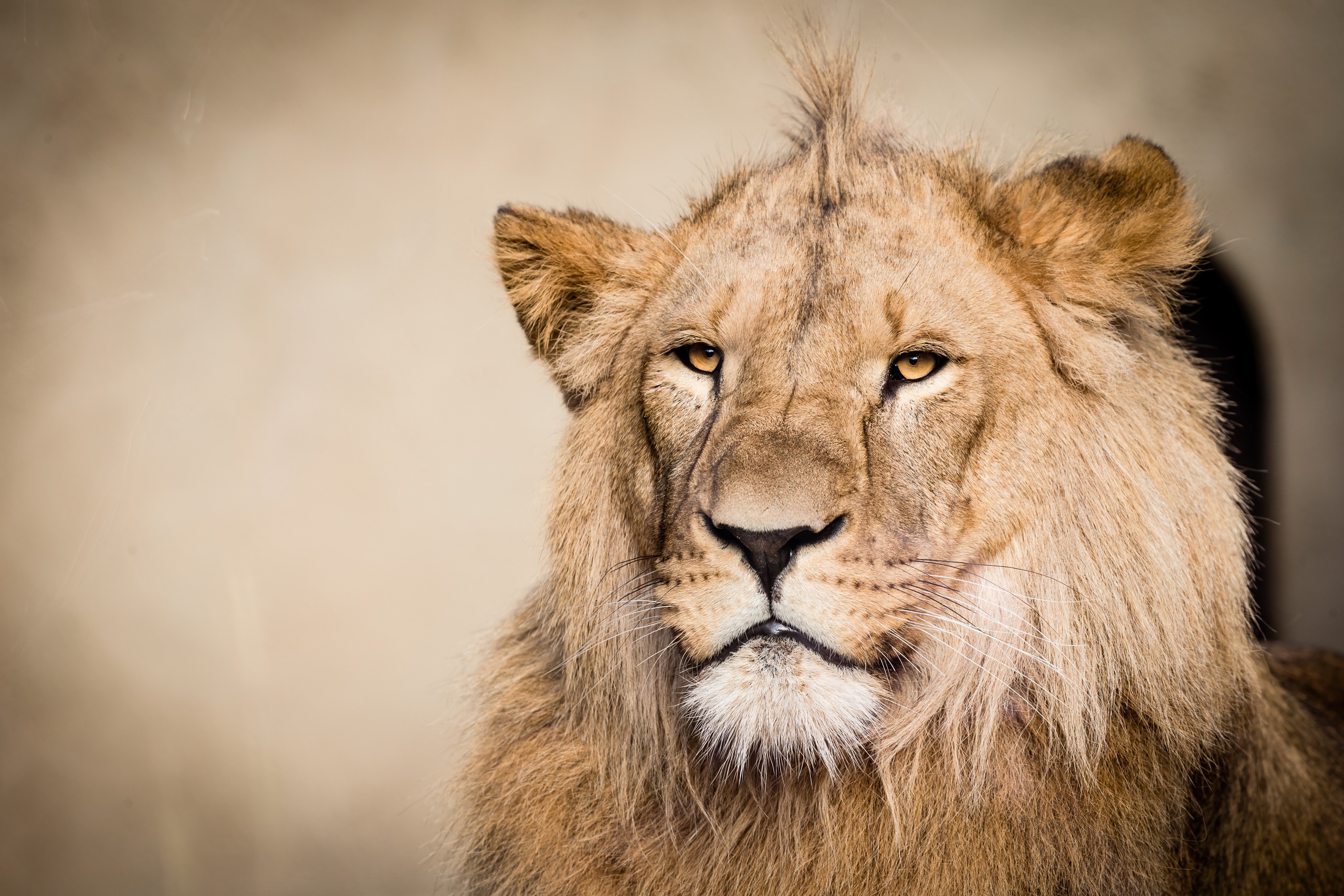 Téléchargez gratuitement l'image Animaux, Chats, Lion sur le bureau de votre PC