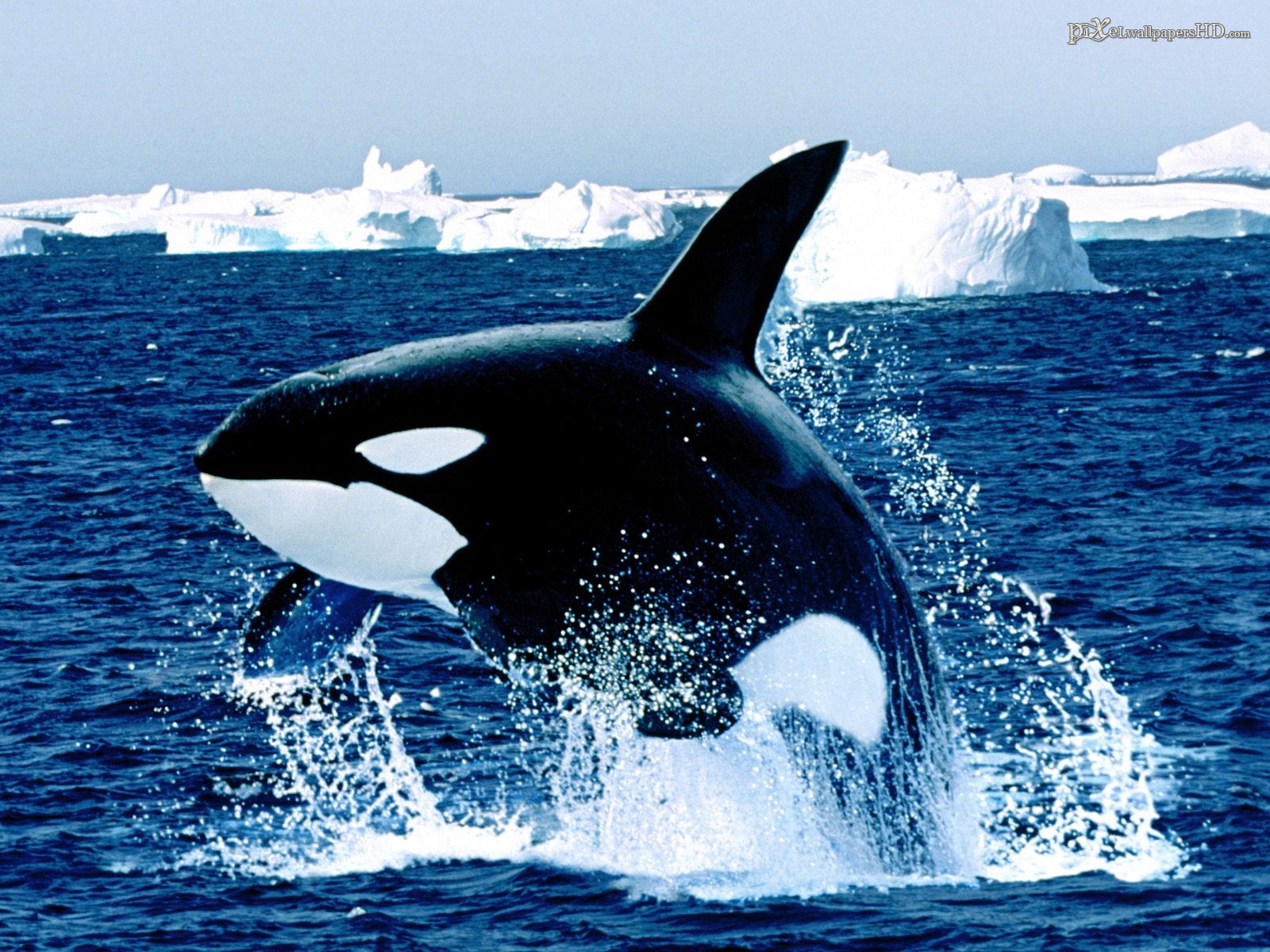1436409 descargar fondo de pantalla orca, animales, ballena: protectores de pantalla e imágenes gratis