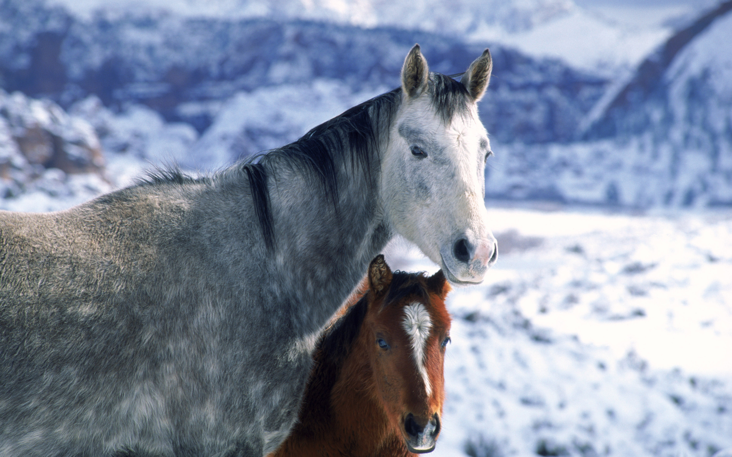 Handy-Wallpaper Tiere, Hauspferd kostenlos herunterladen.