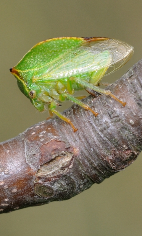animal, treehopper, insects