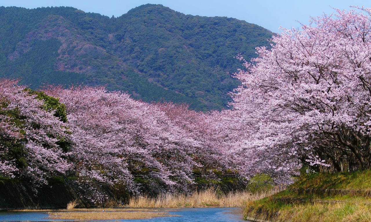 Free download wallpaper Sakura, Flower, Earth on your PC desktop