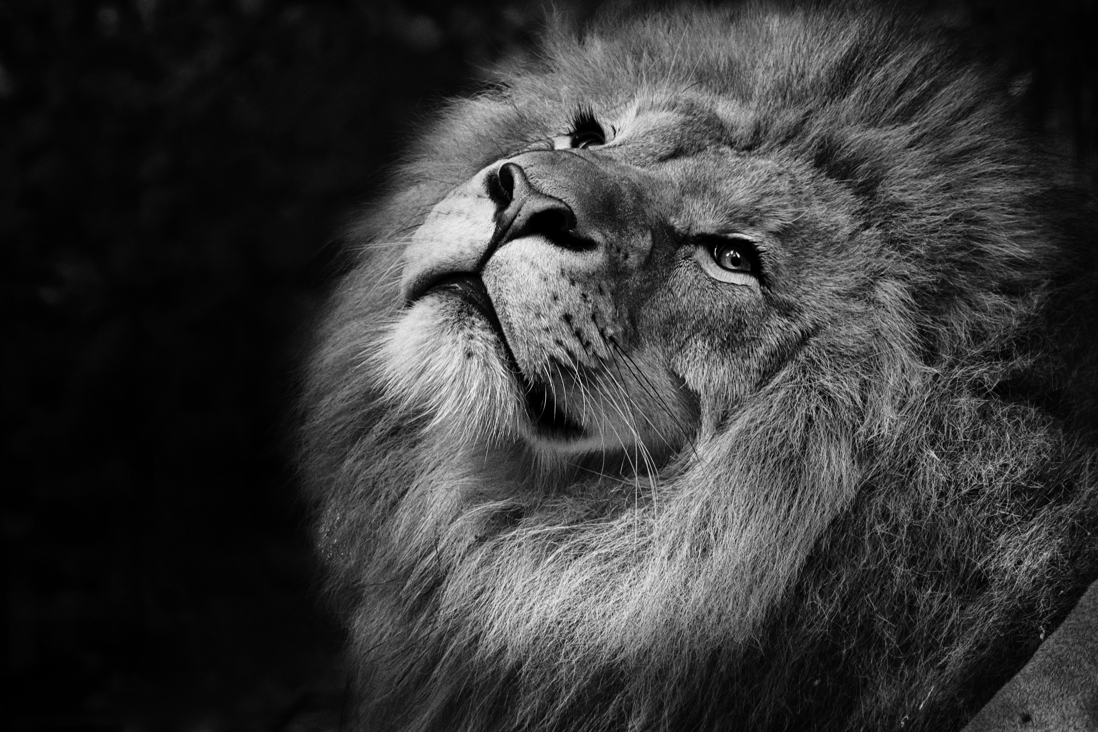 131147 descargar imagen animales, bozal, un leon, león, bw, chb, melena, rey de las bestias: fondos de pantalla y protectores de pantalla gratis