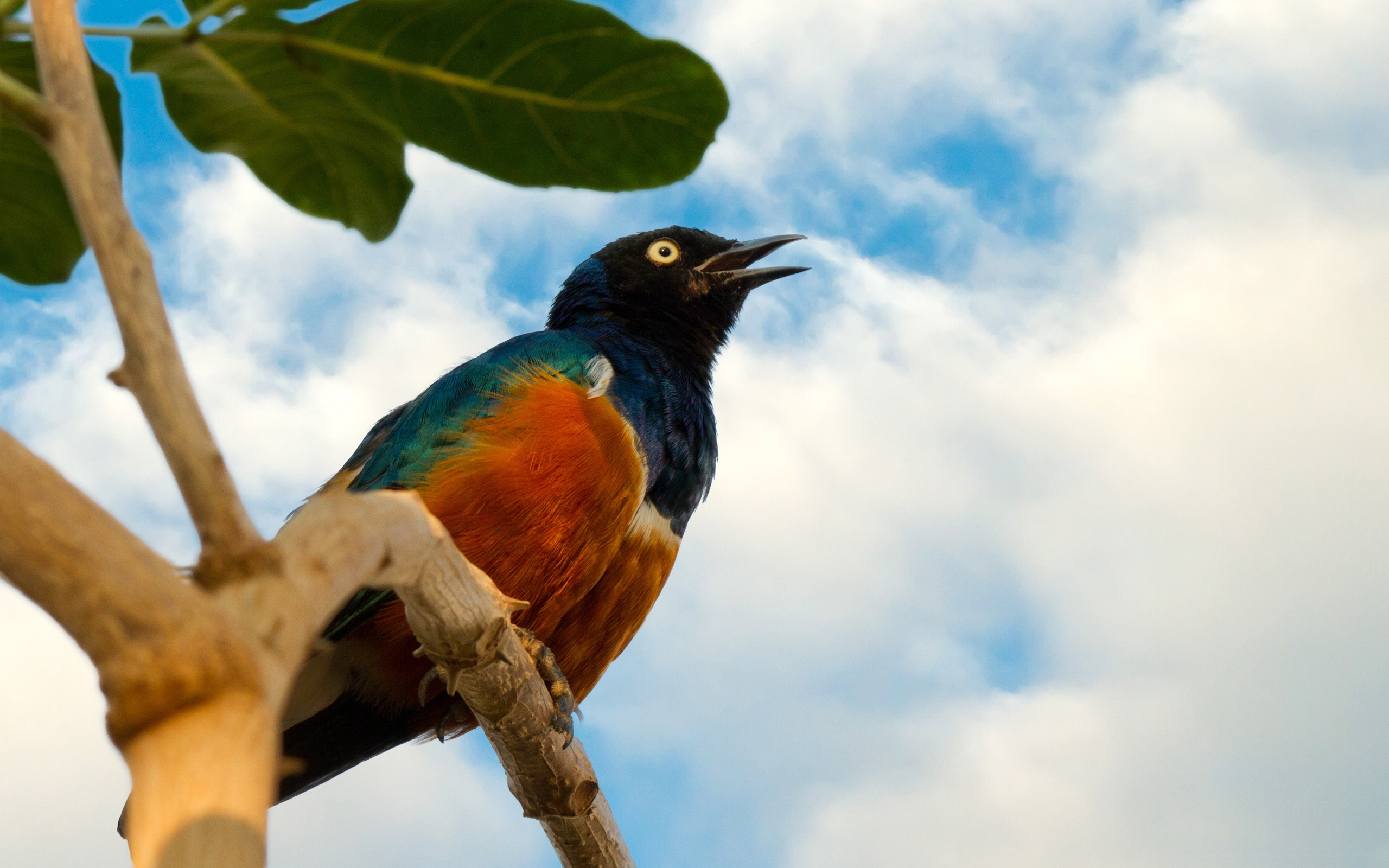 Baixar papel de parede para celular de Animais, Aves, Pássaro gratuito.