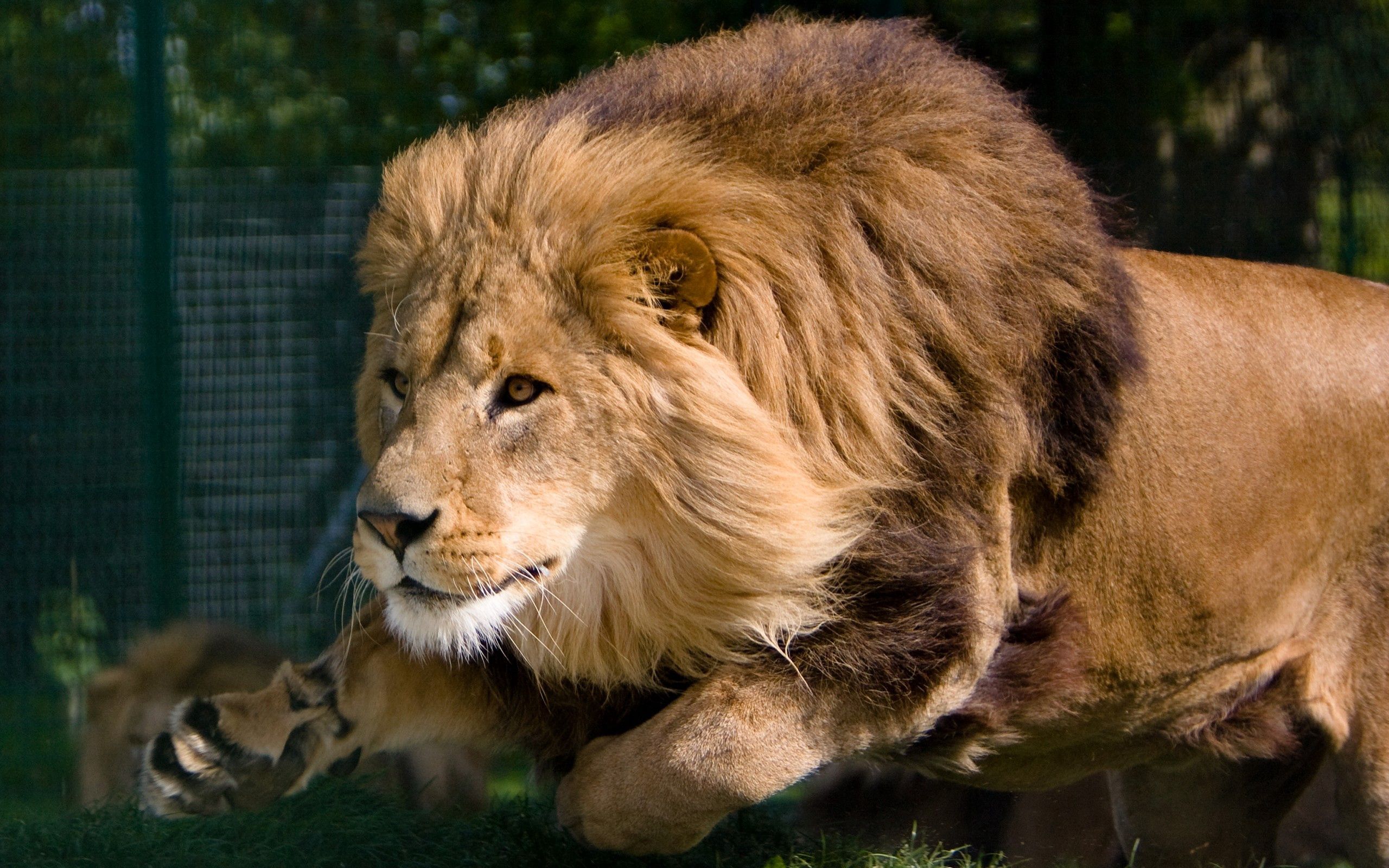 152008 Bild herunterladen tiere, ein löwe, löwe, raubtier, predator, mähne, könig der bestien - Hintergrundbilder und Bildschirmschoner kostenlos