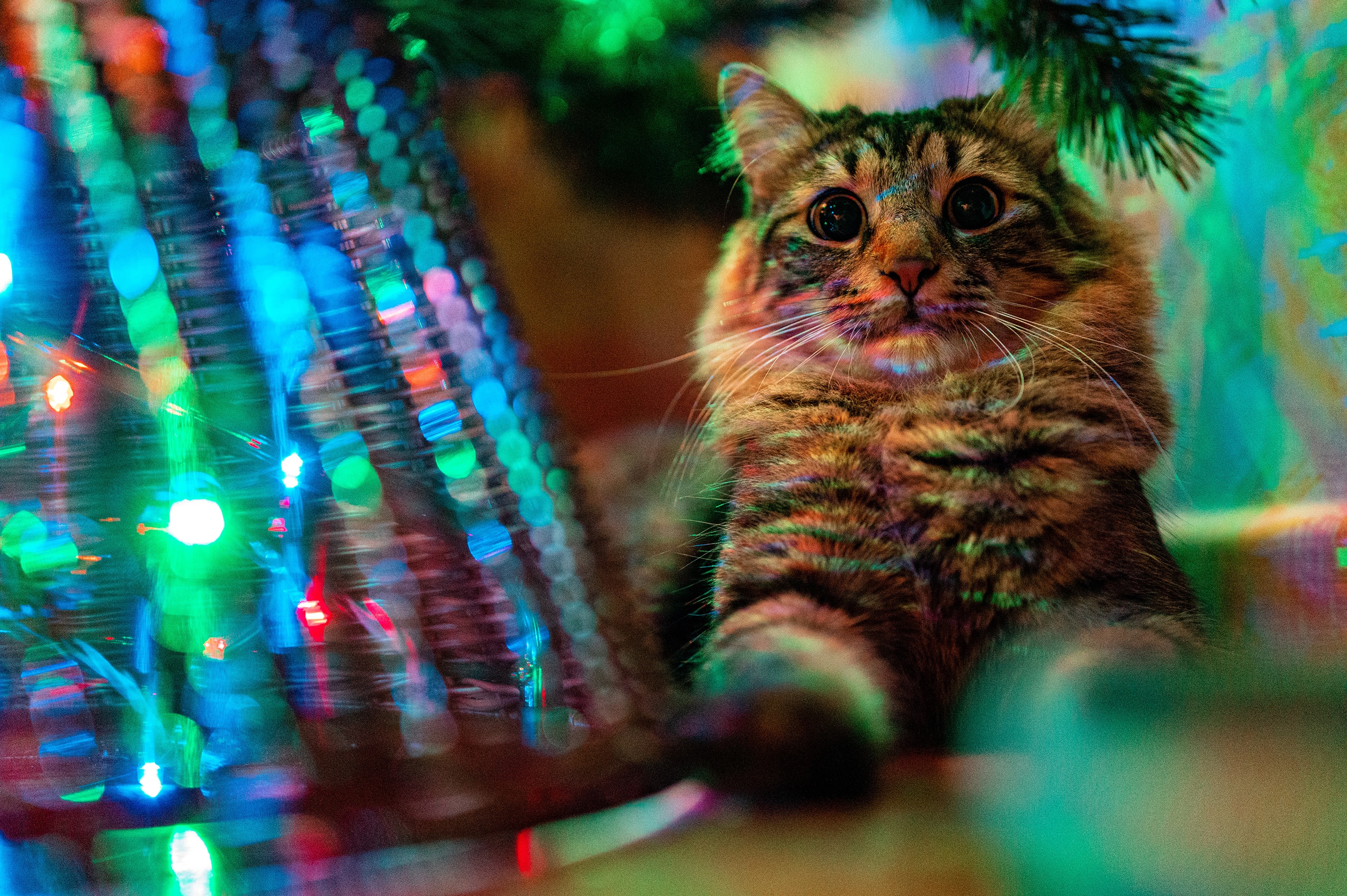 Download mobile wallpaper Cats, Cat, Animal, Bokeh for free.