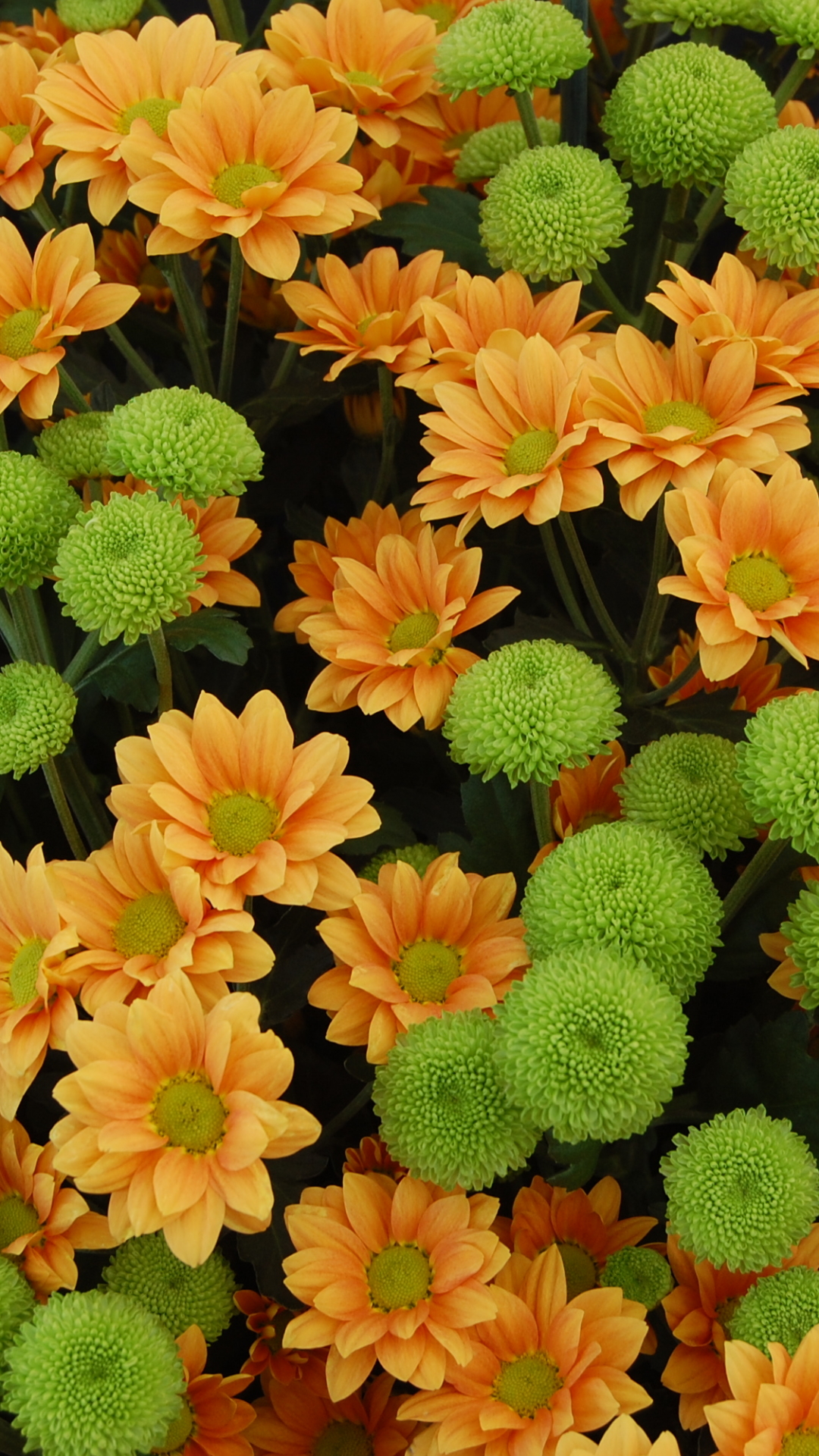 Download mobile wallpaper Flowers, Chrysanthemum, Flower, Leaf, Earth, Yellow Flower for free.