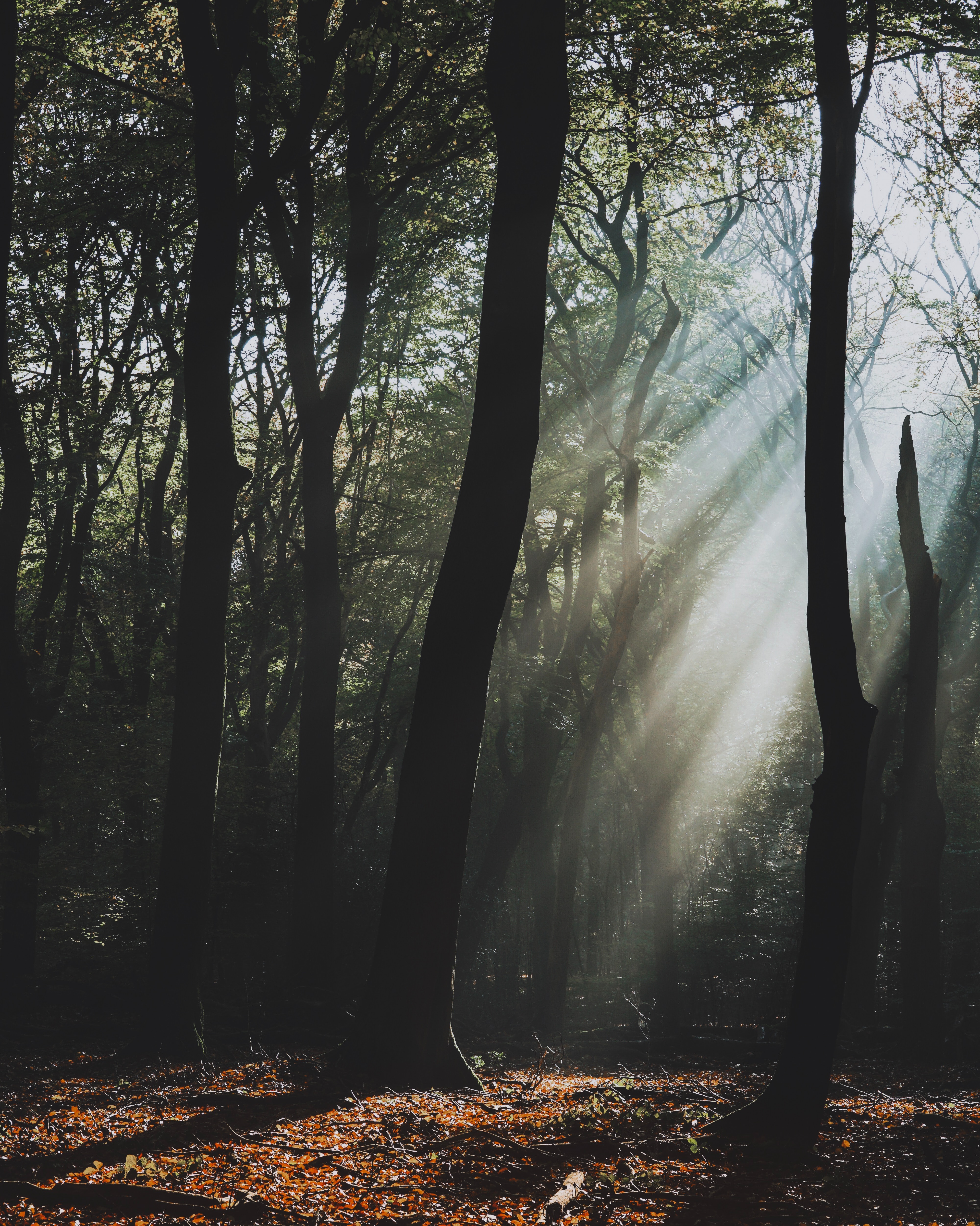 Free download wallpaper Trees, Sunlight, Nature, Fog, Forest, Dark on your PC desktop