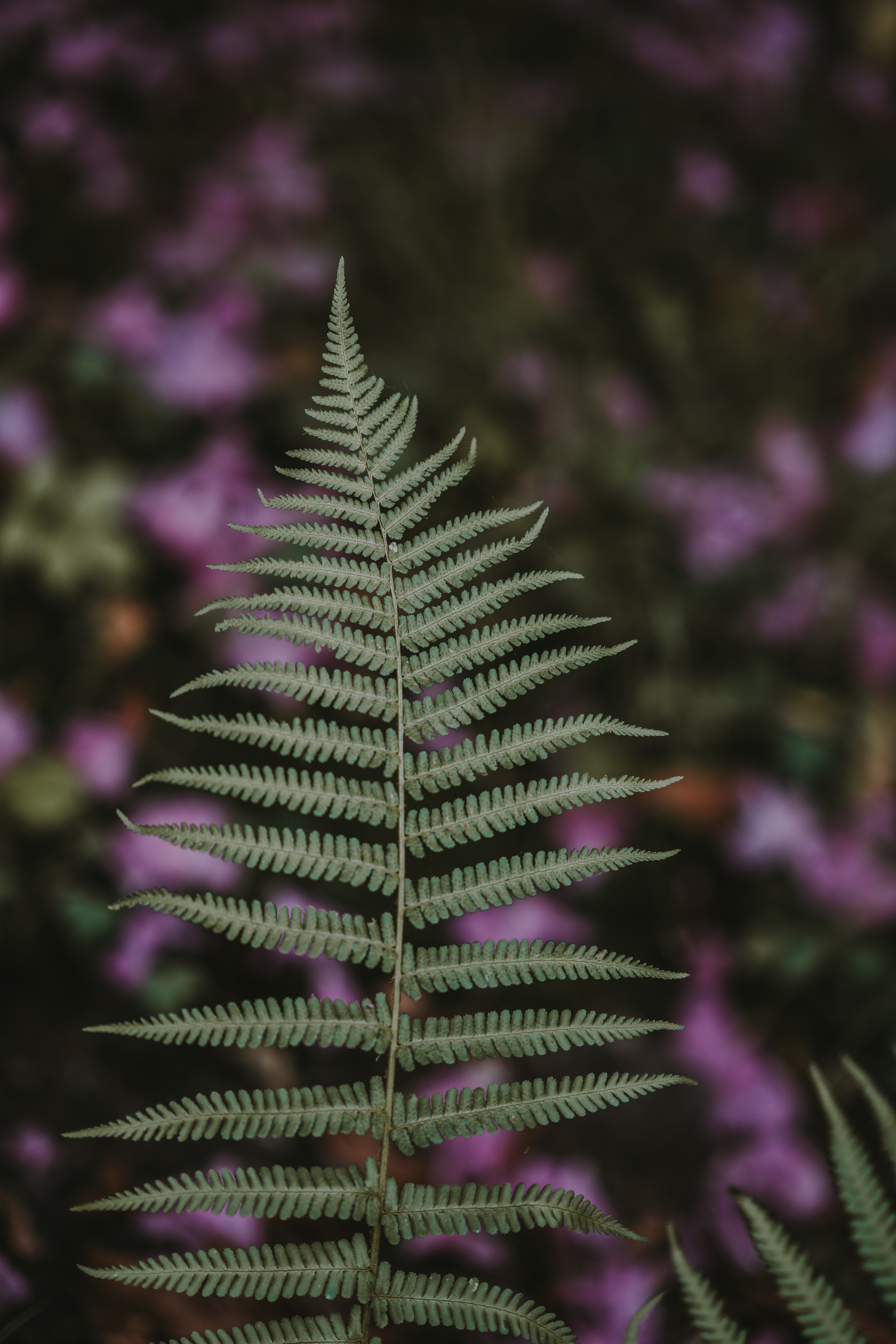 Download mobile wallpaper Sheet, Fern, Plant, Smooth, Leaf, Nature, Blur for free.