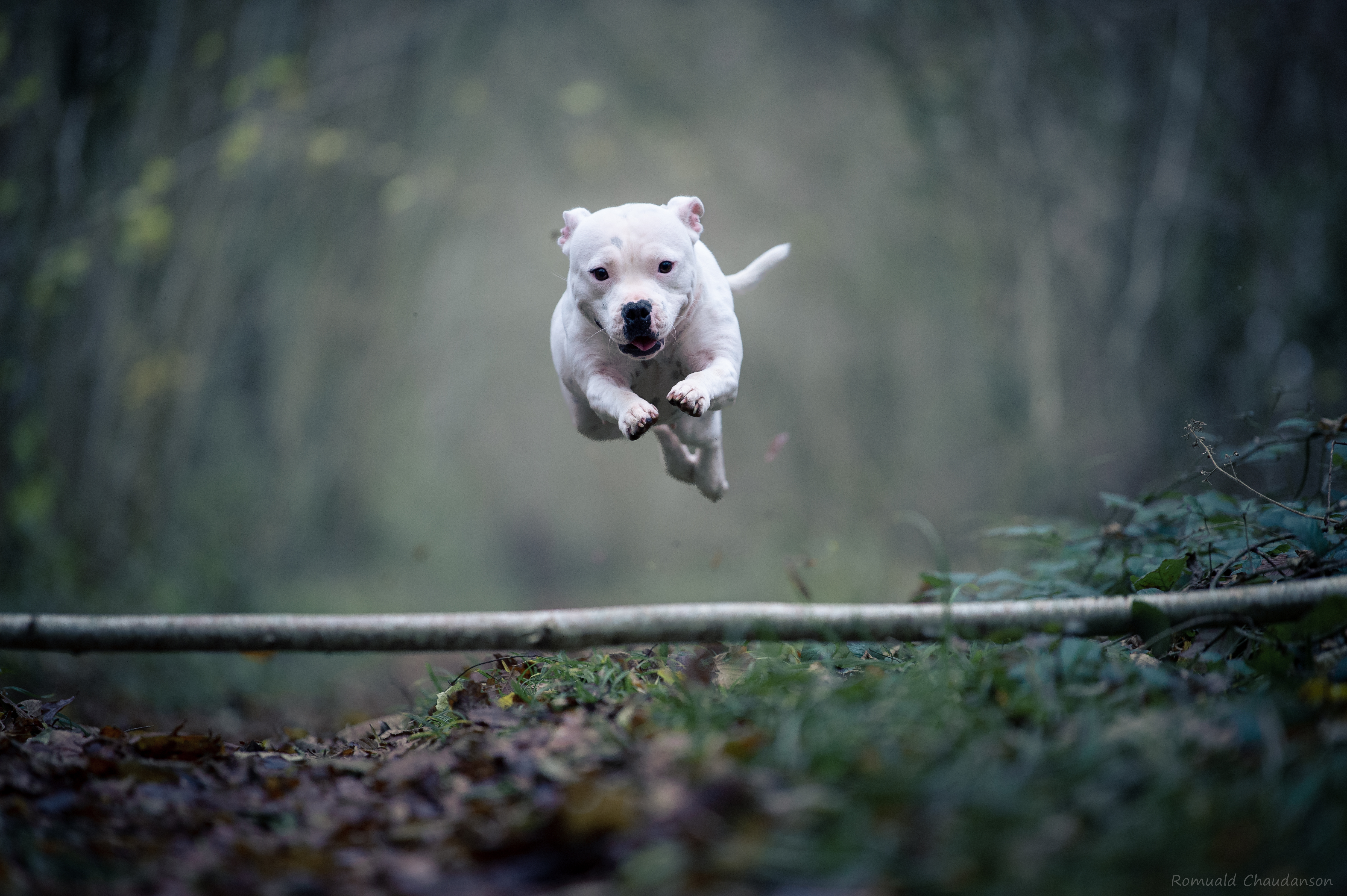 Download mobile wallpaper Dogs, Animal, Bull Terrier, Staffordshire Bull Terrier for free.