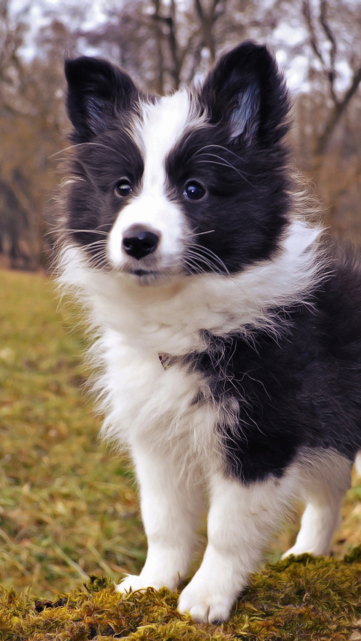 Download mobile wallpaper Dogs, Dog, Animal, Puppy, Shetland Sheepdog, Baby Animal for free.