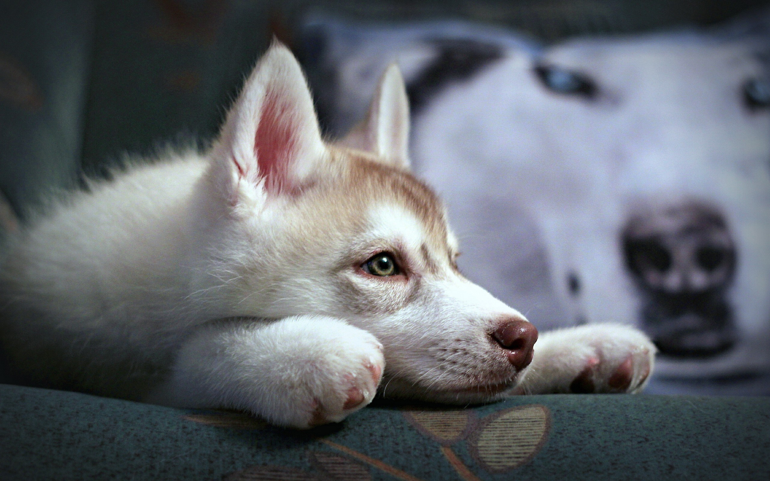 Téléchargez gratuitement l'image Animaux, Chiens, Chien sur le bureau de votre PC