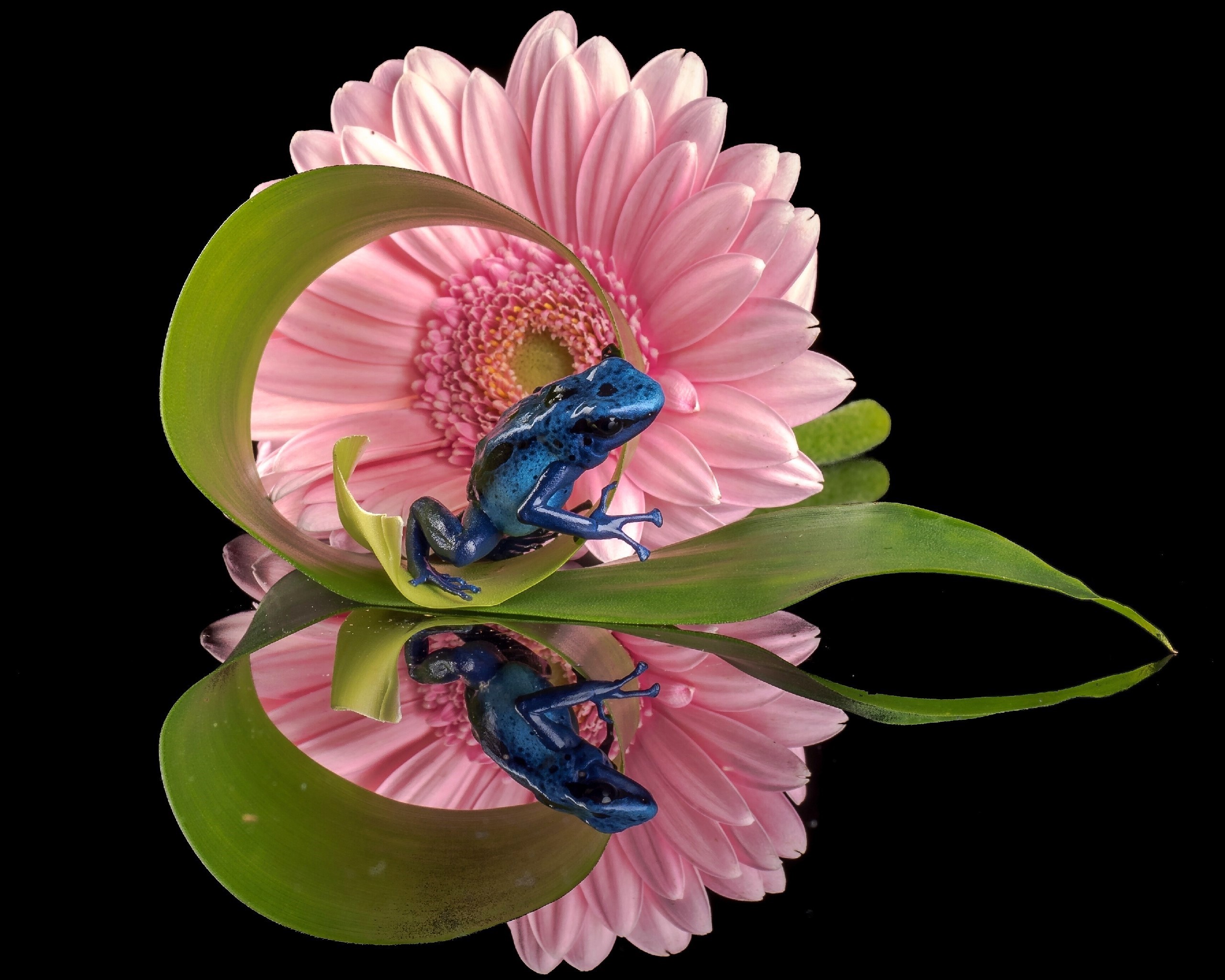 Download mobile wallpaper Frogs, Reflection, Flower, Leaf, Animal, Gerbera, Frog, Pink Flower for free.