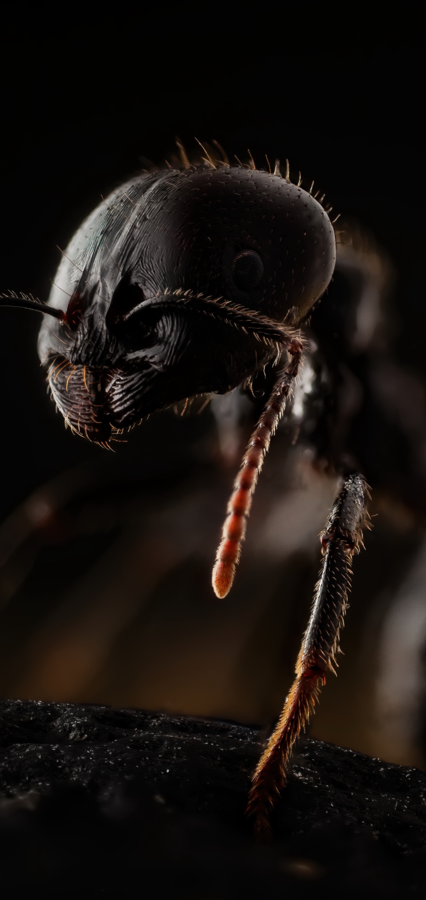 Download mobile wallpaper Macro, Insect, Animal, Ant for free.