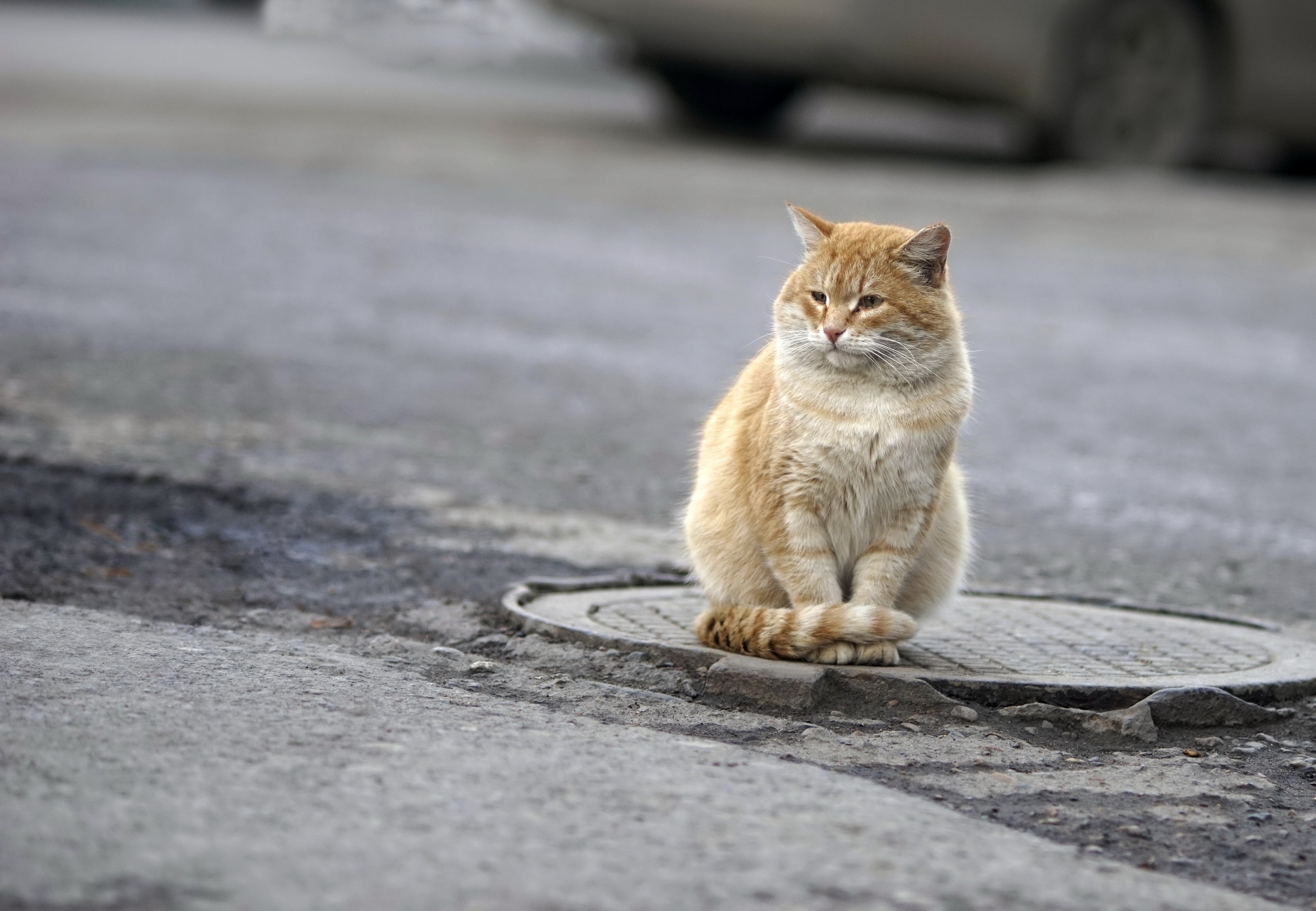 Download mobile wallpaper Cats, Cat, Animal, Street, Bokeh for free.