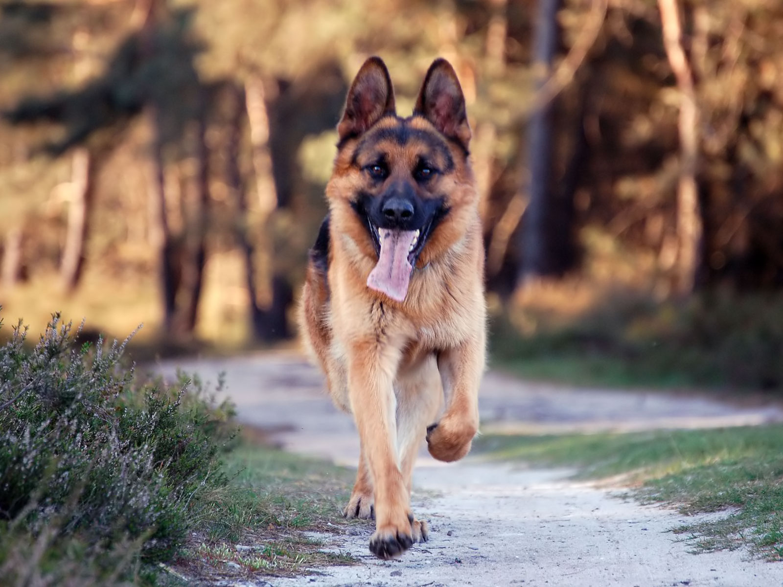 306846 descargar fondo de pantalla pastor alemán, perros, animales, perro: protectores de pantalla e imágenes gratis