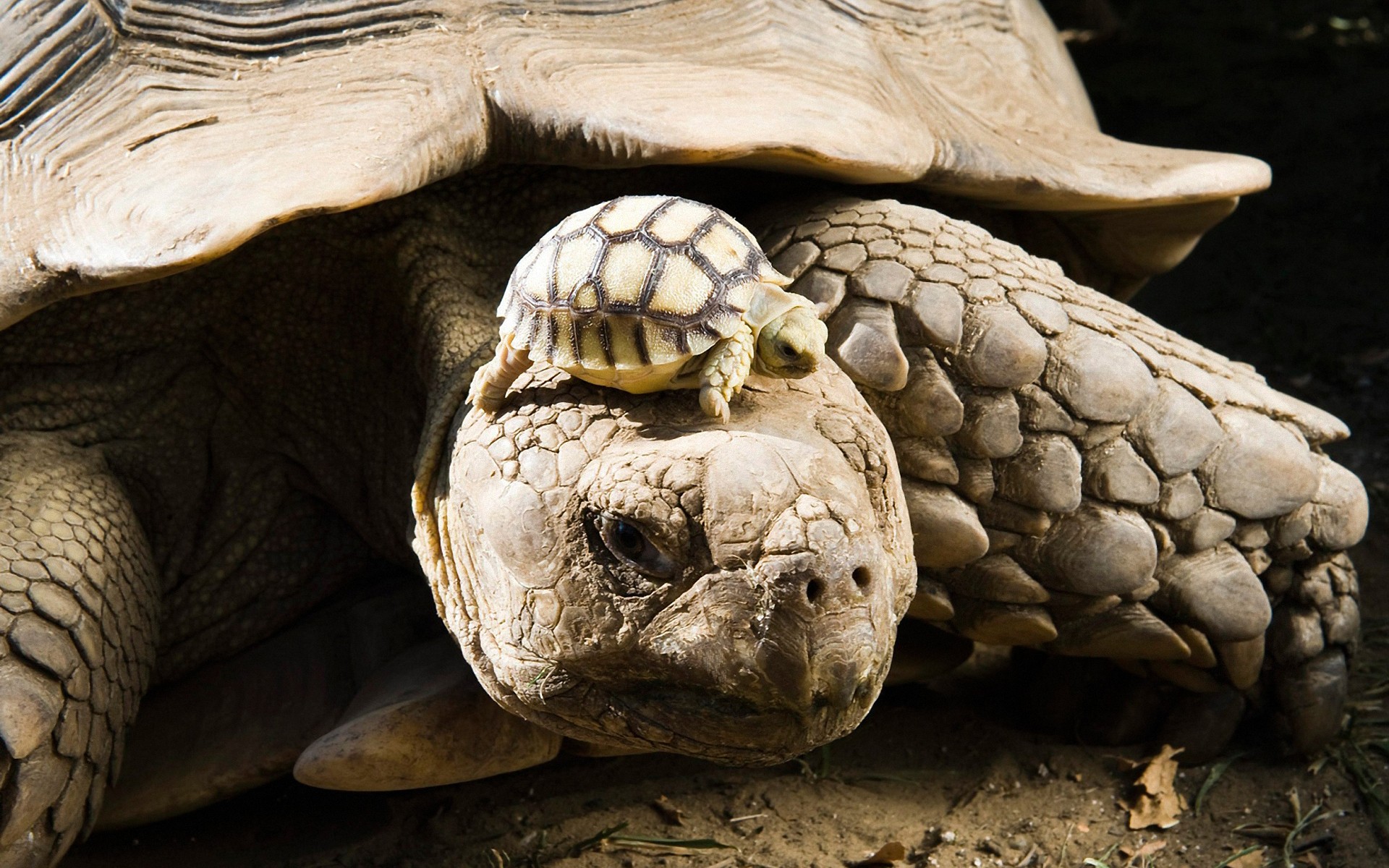 tortoise, animal, turtles