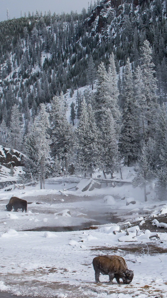 Download mobile wallpaper Winter, Earth, Yellowstone, American Bison for free.
