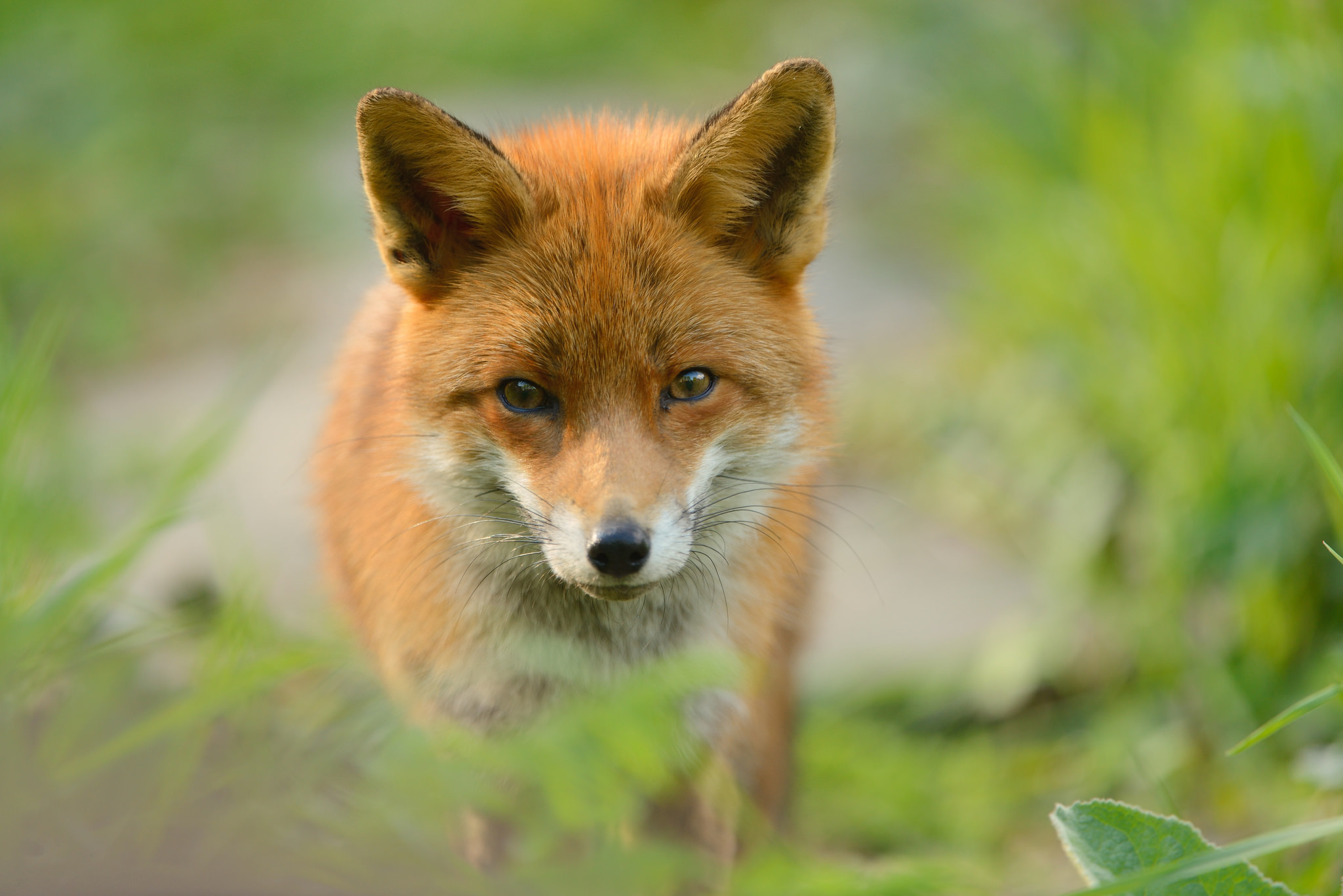 Download mobile wallpaper Fox, Animal, Stare, Depth Of Field for free.
