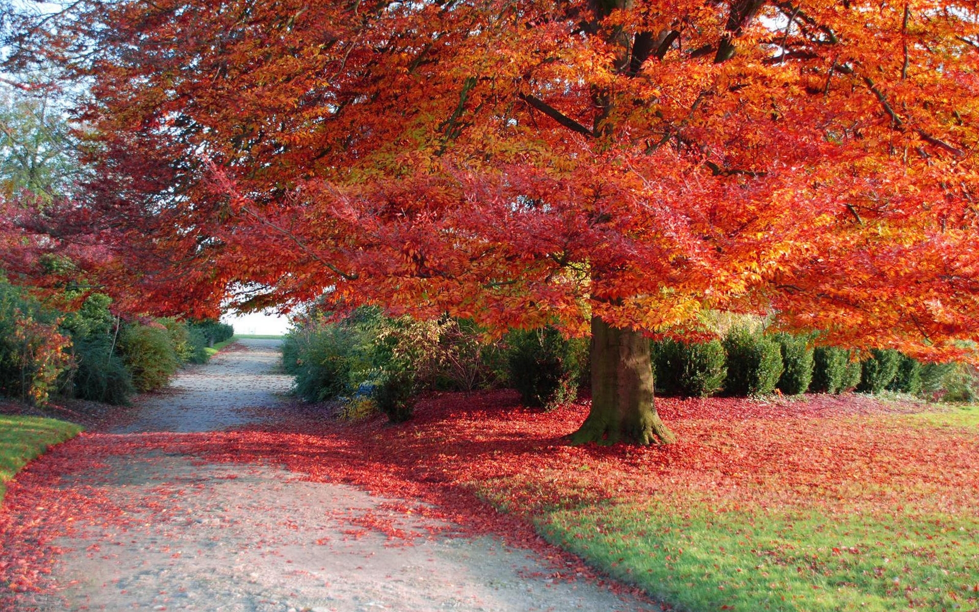 Baixe gratuitamente a imagem Paisagem, Árvores, Outono na área de trabalho do seu PC