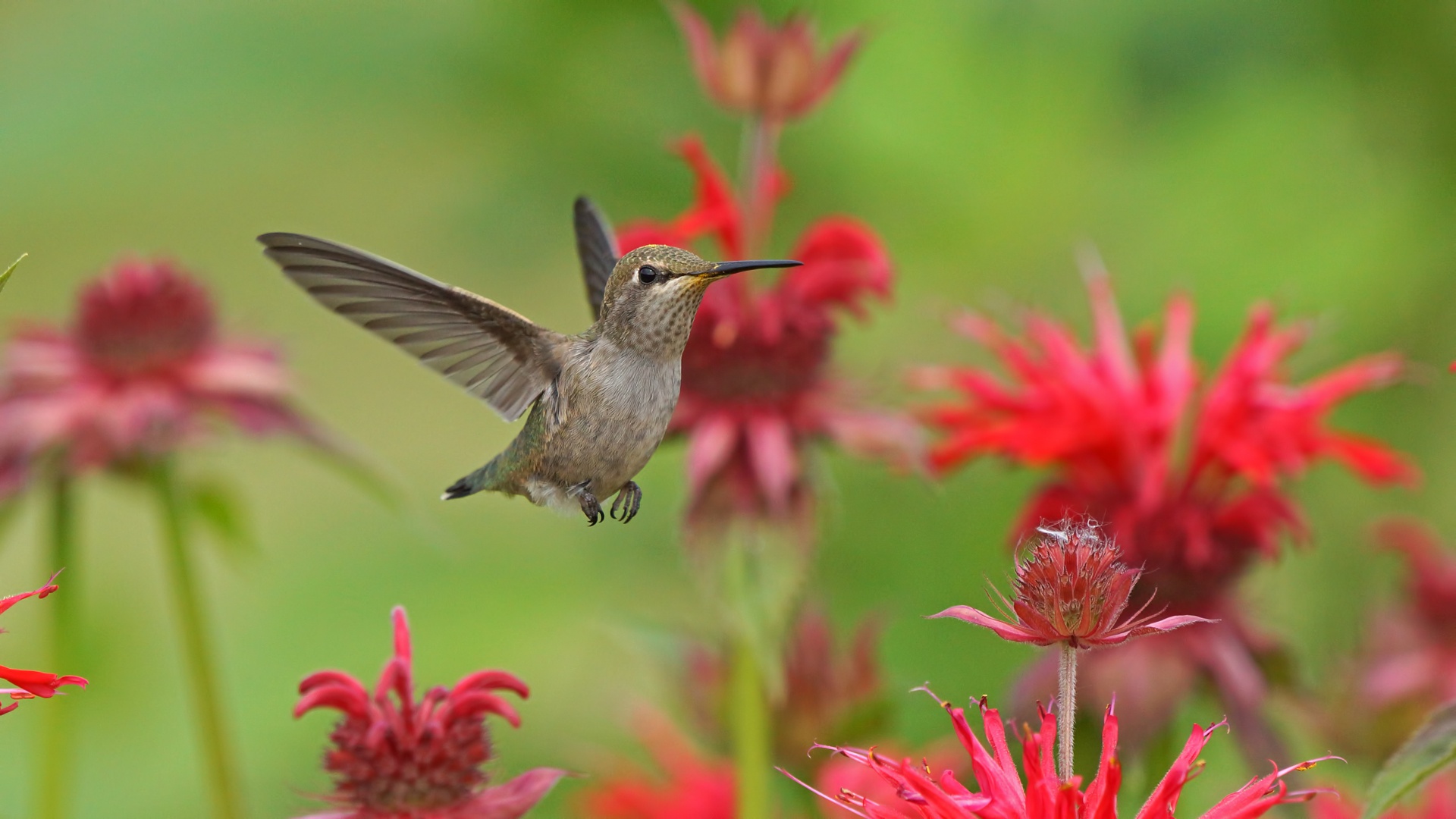Free download wallpaper Birds, Flower, Bird, Animal, Hummingbird on your PC desktop