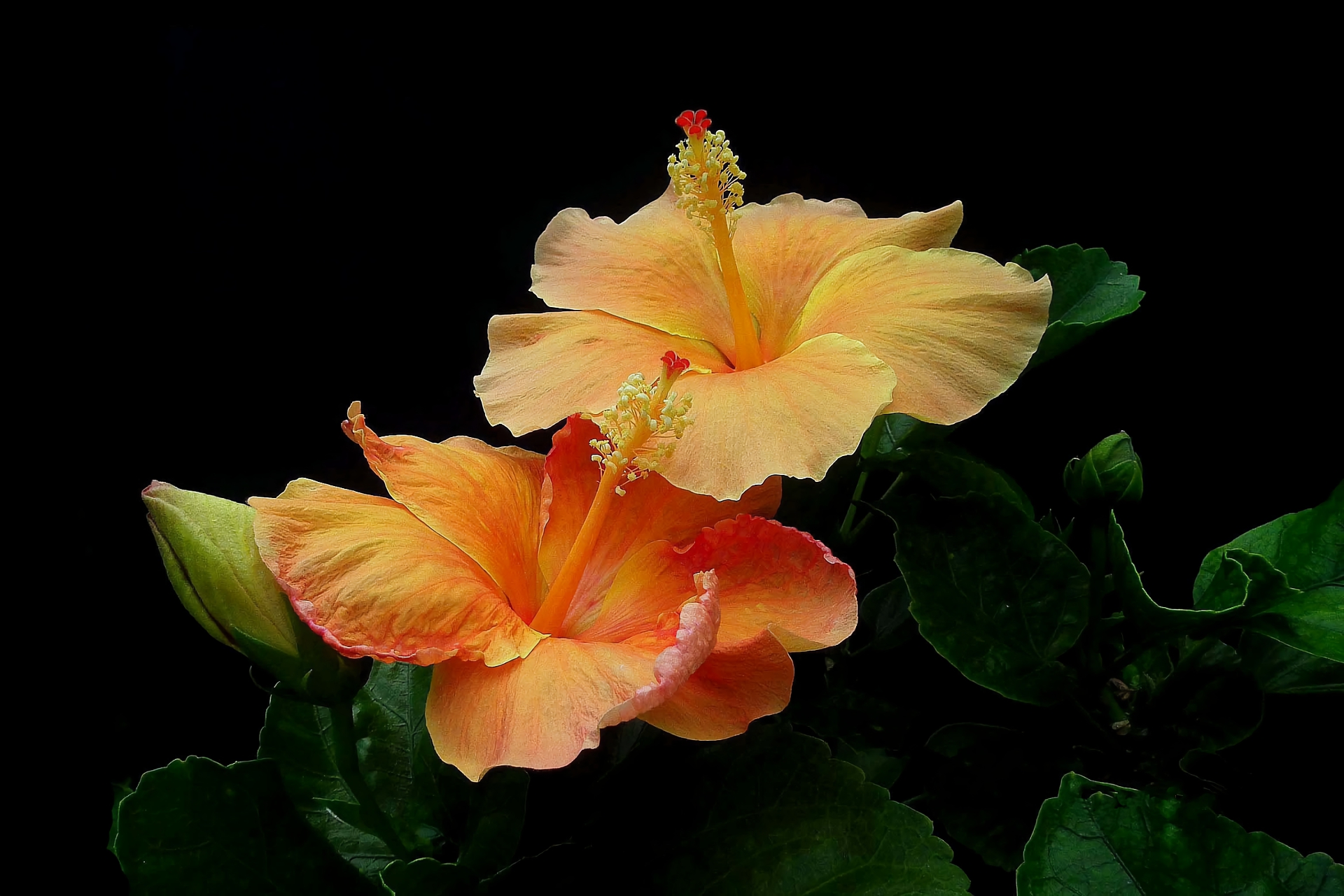 Handy-Wallpaper Blumen, Blume, Hibiskus, Erde/natur, Orangene Blume kostenlos herunterladen.