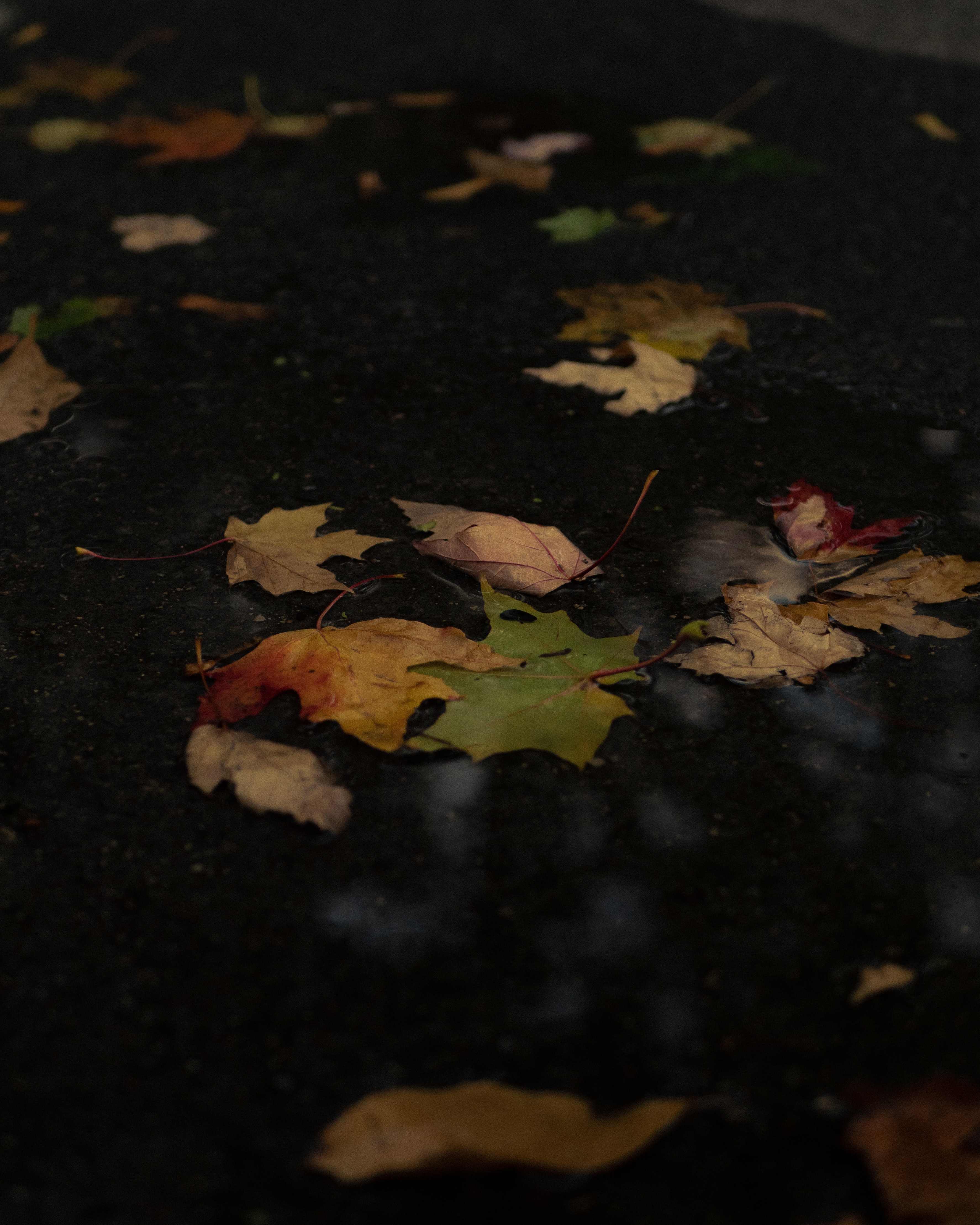 autumn, leaves, miscellanea, miscellaneous, puddle, fallen leaves