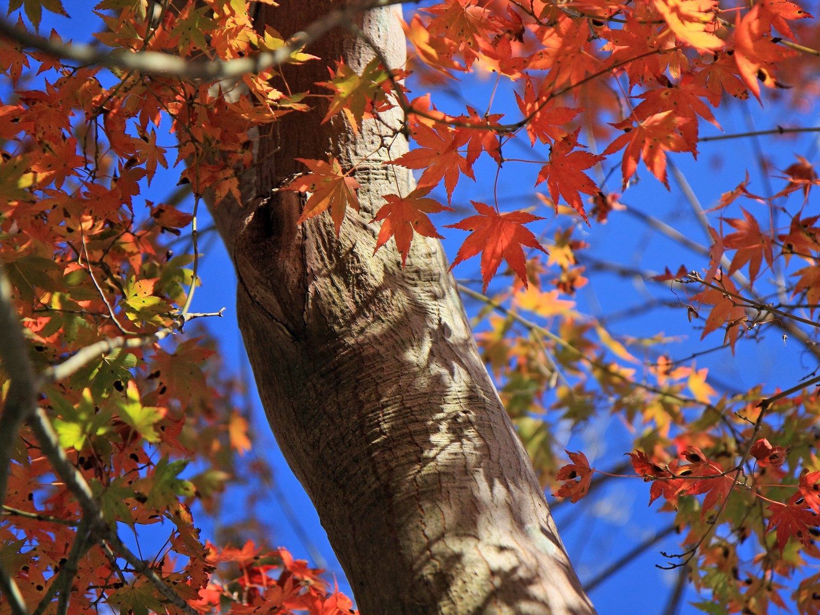 Скачать картинку Ствол, Природа, Ветки, Листья, Осень в телефон бесплатно.